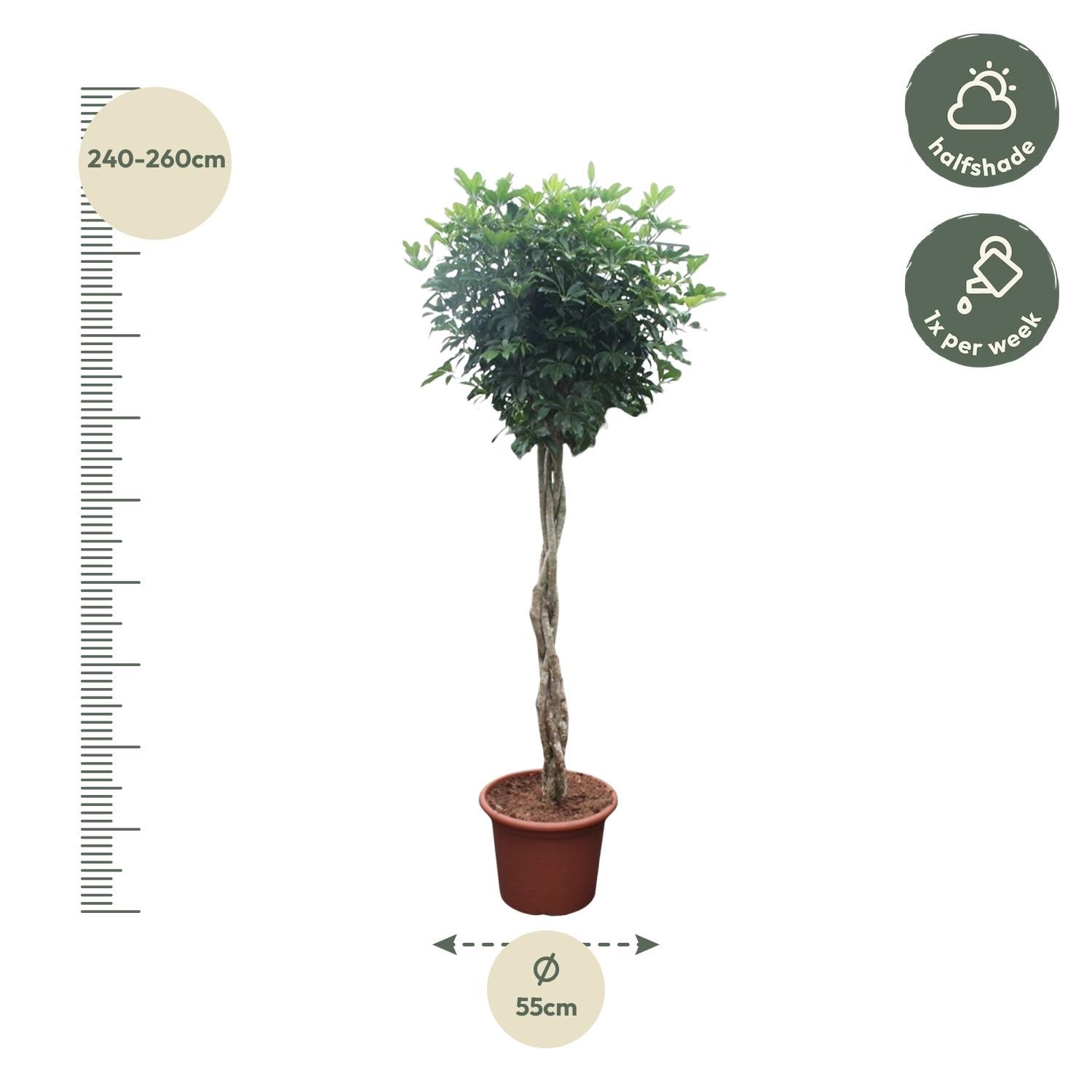 Schefflera Arboricola Compacta Zimmerpflanze mit geflochtenem Stamm