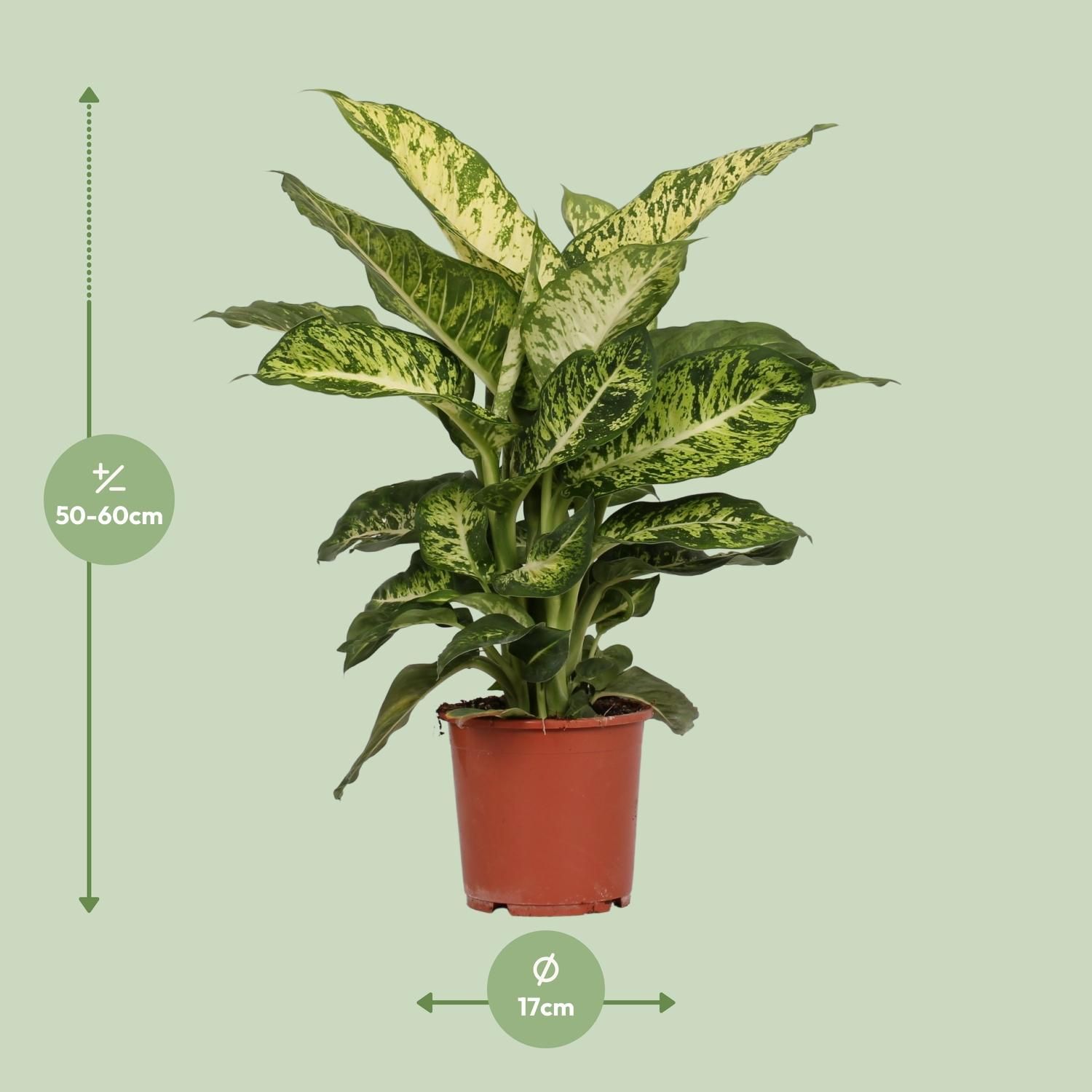 Dieffenbachia Mars Zimmerpflanze