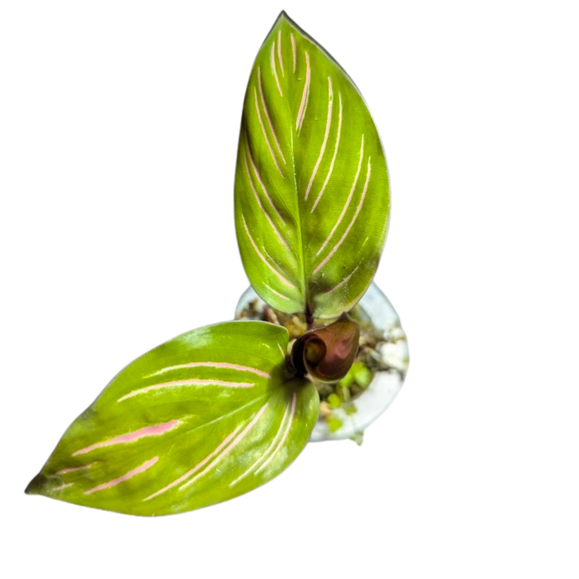 Baby Calathea ornata Beautiful star