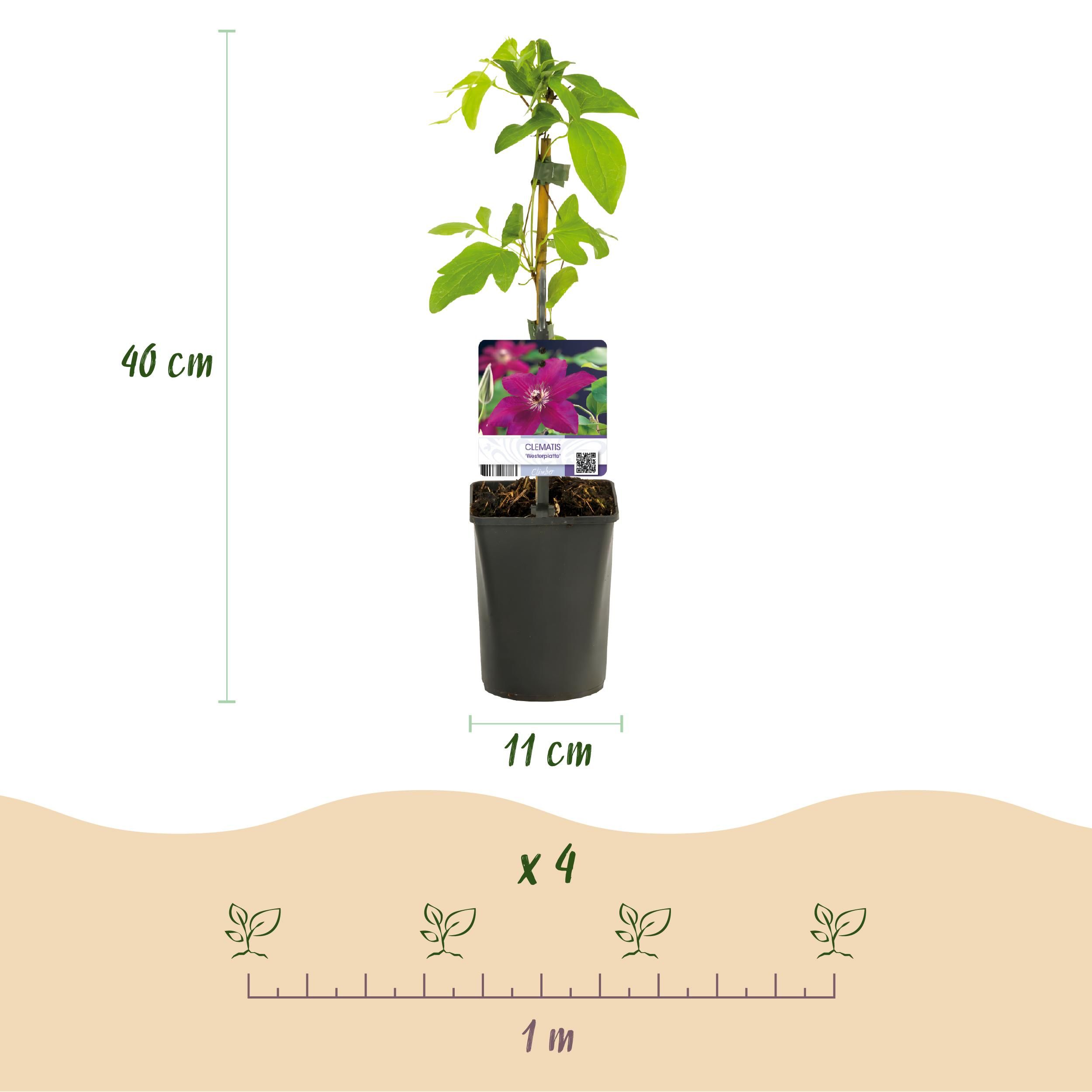 Kletterpflanze Clematis Westerplatte – Rote Blüten – Pflegeleicht – 2 Stück