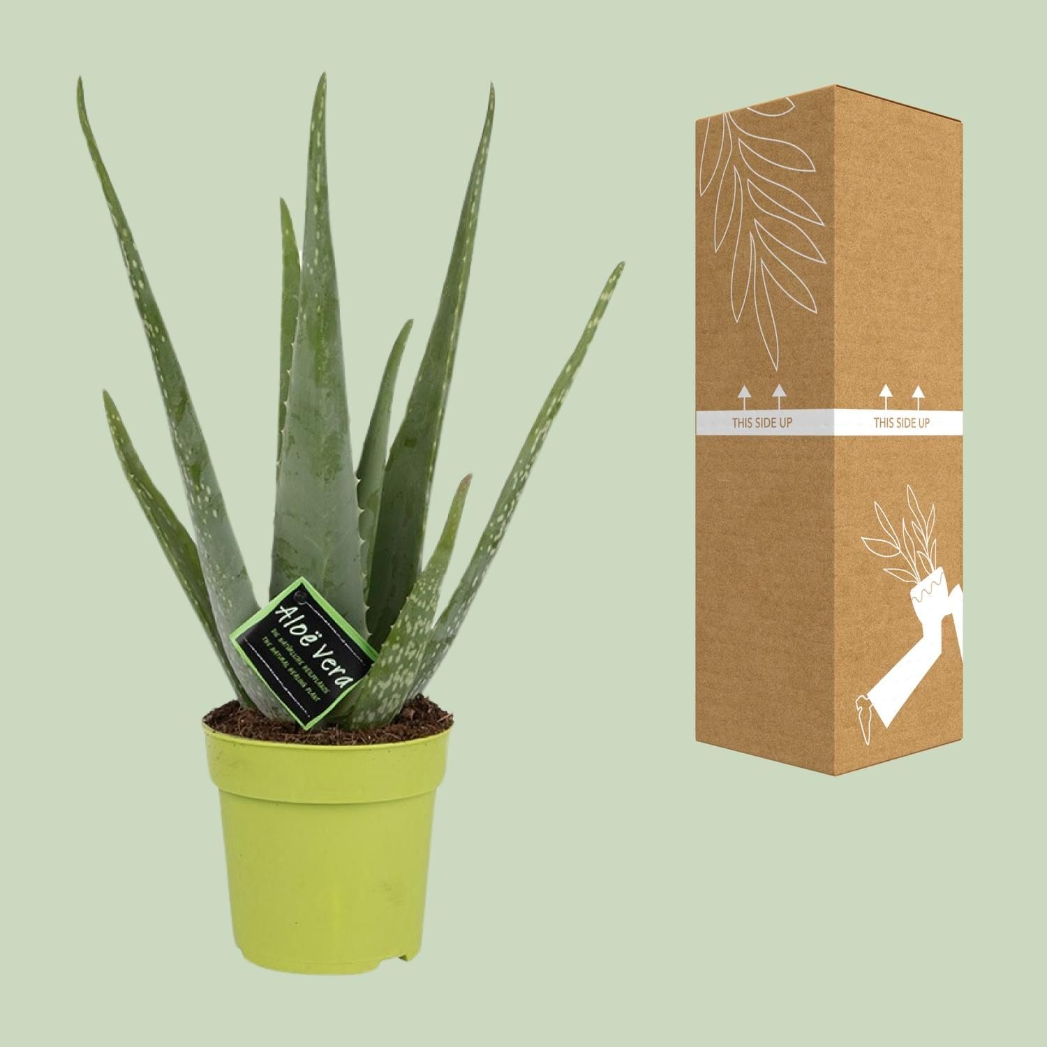 Aloe Vera - Pflegeleichte Sukkulente für sonnige Räume