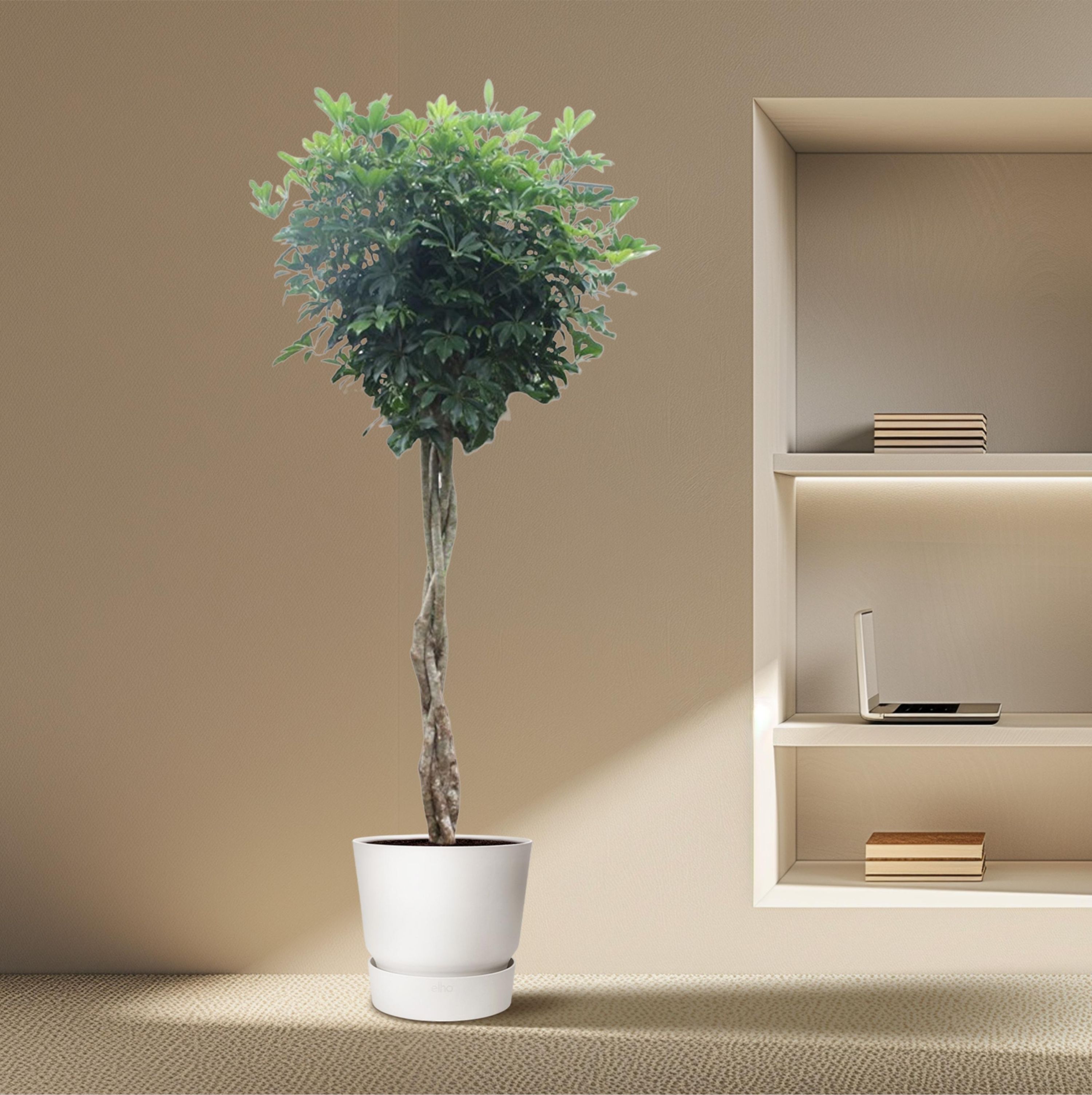 Schefflera Arboricola Compacta Zimmerpflanze mit geflochtenem Stamm