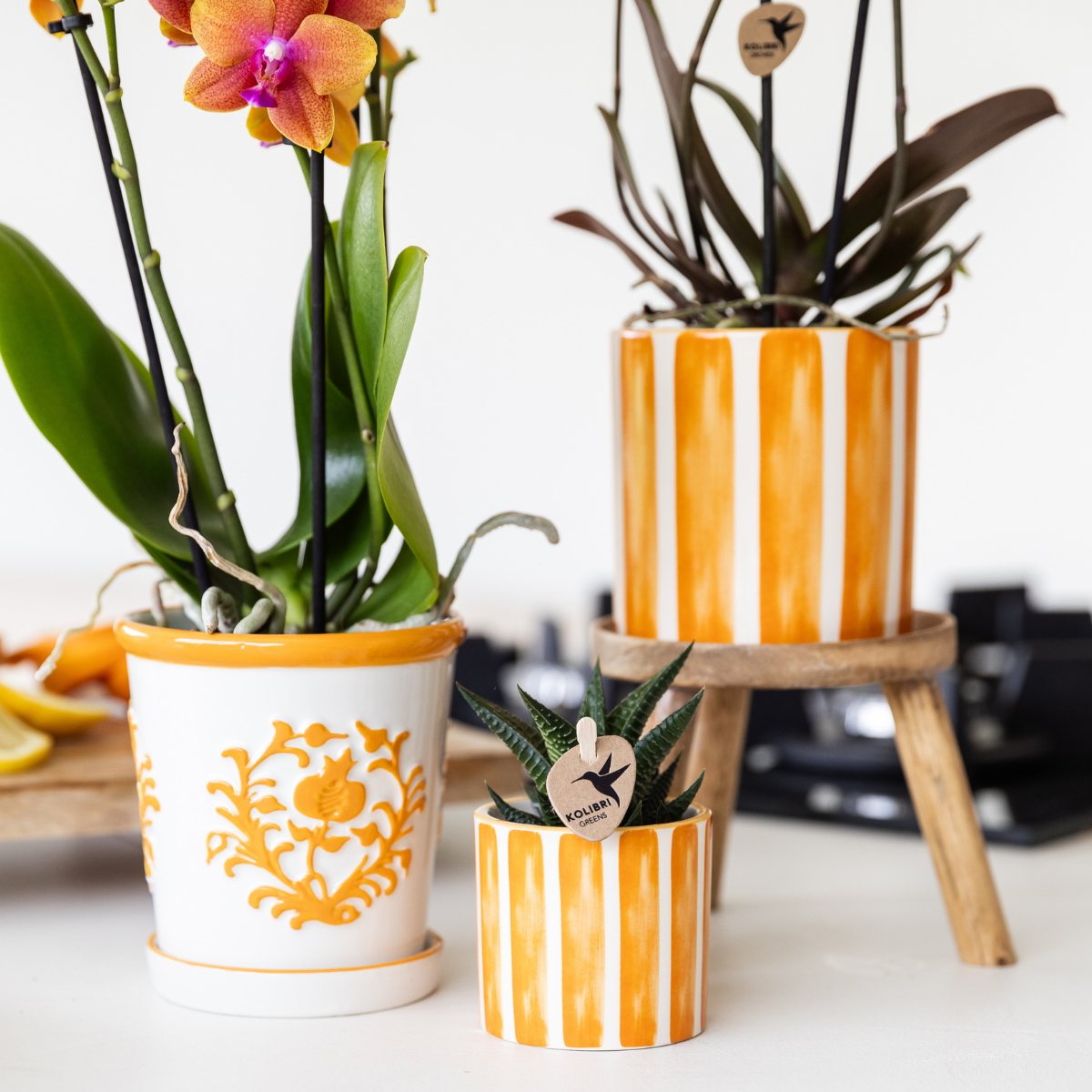 Orange Phalaenopsis Orchidee – Blühende Zimmerpflanze – Ø9cm Topf