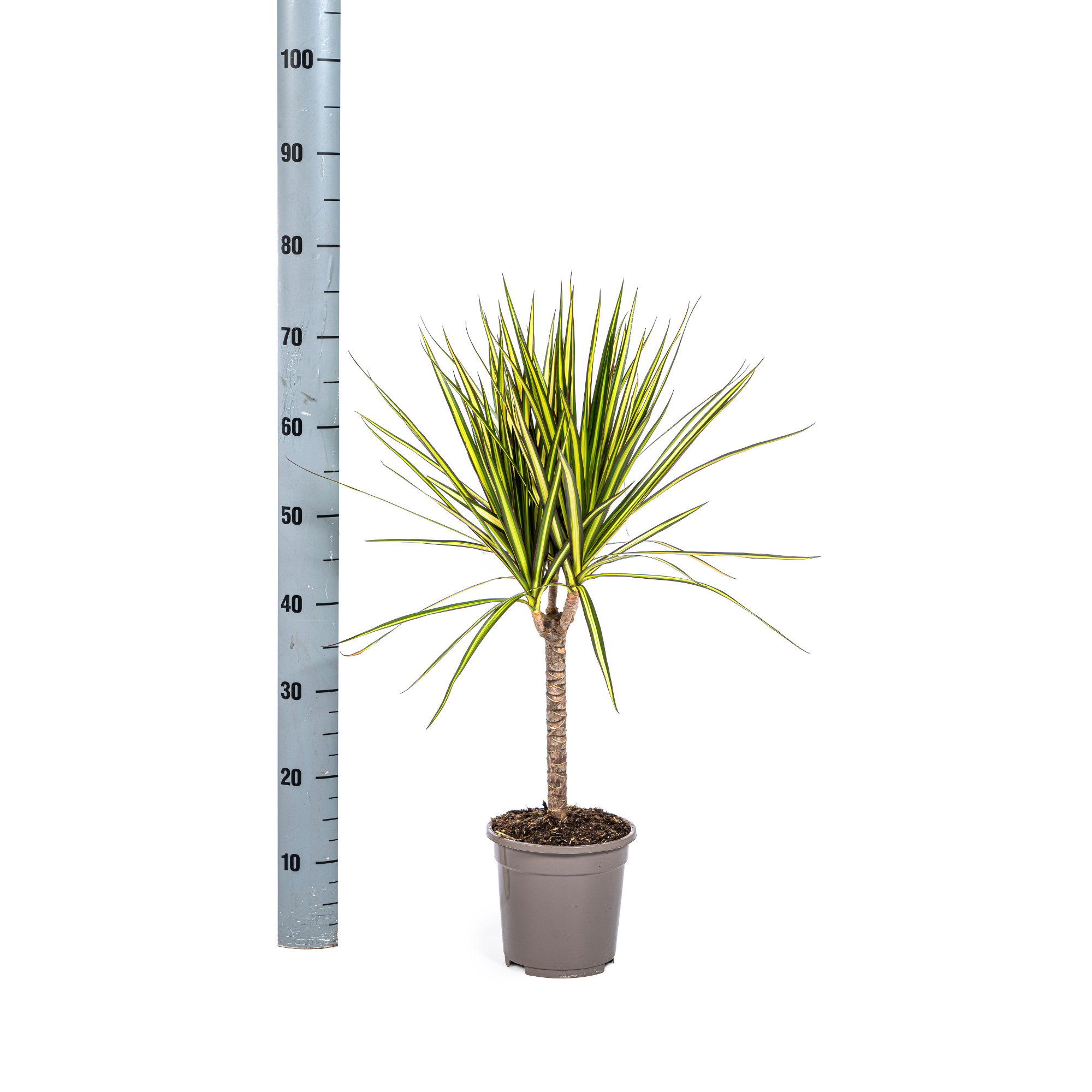 Drachenbaum Sunray –  Ø17cm – 60-80cm hoch