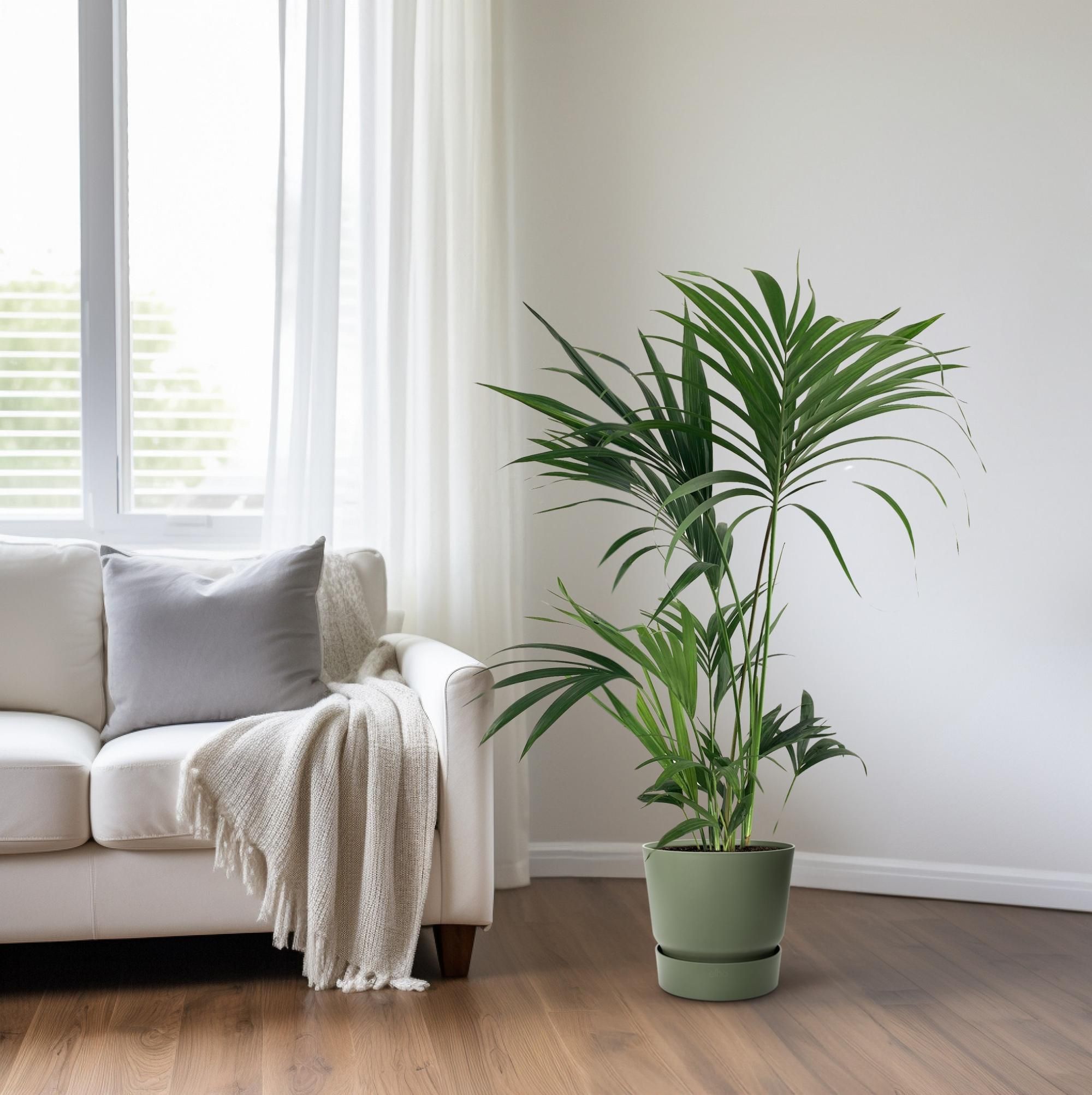 Kentia-Palme Howea – elegante Zimmerpflanze