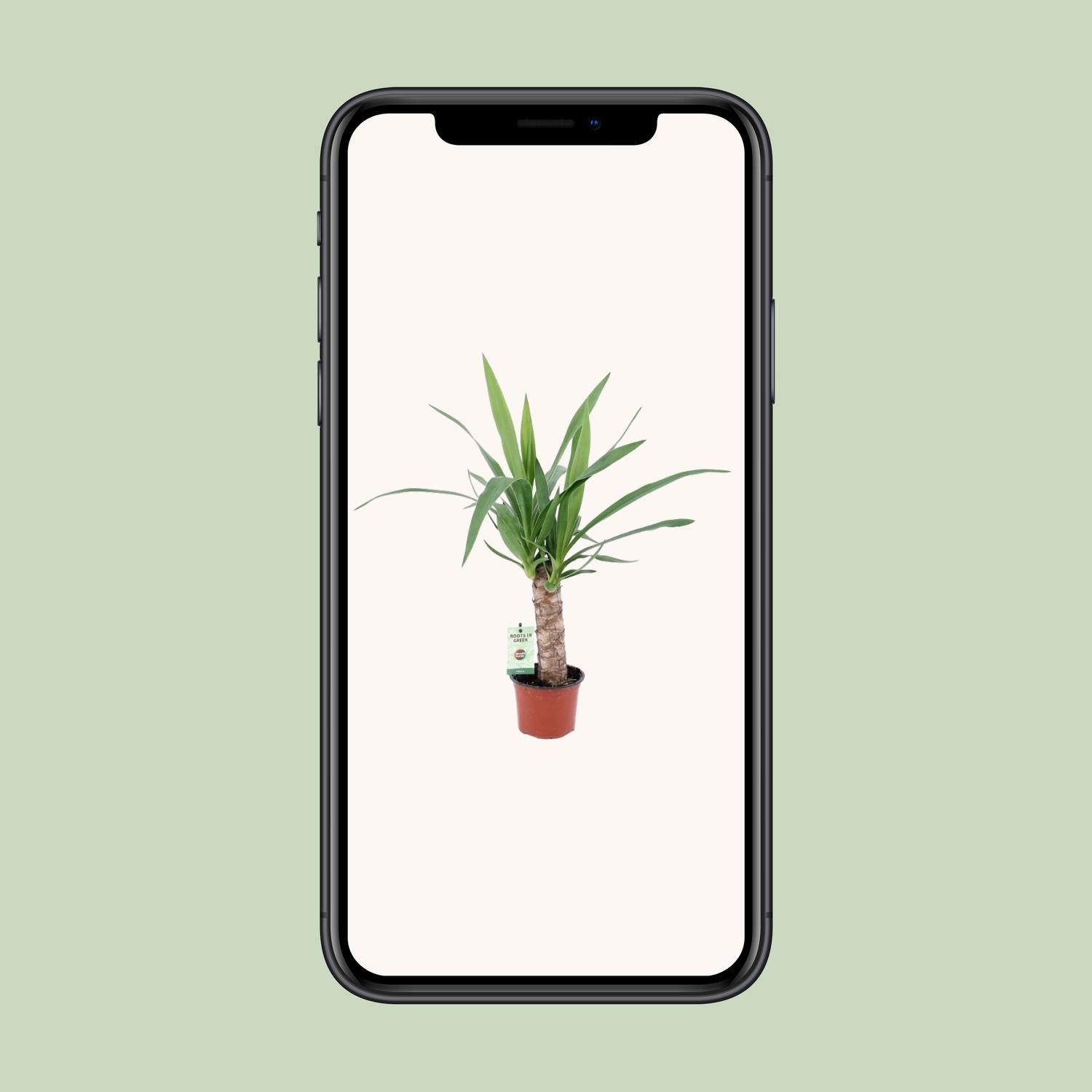 Yucca Zimmerpflanze elegant und pflegeleicht