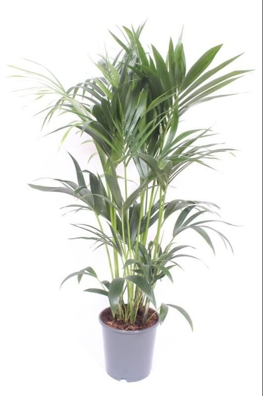 Kentia-Palme Howea Forsteriana