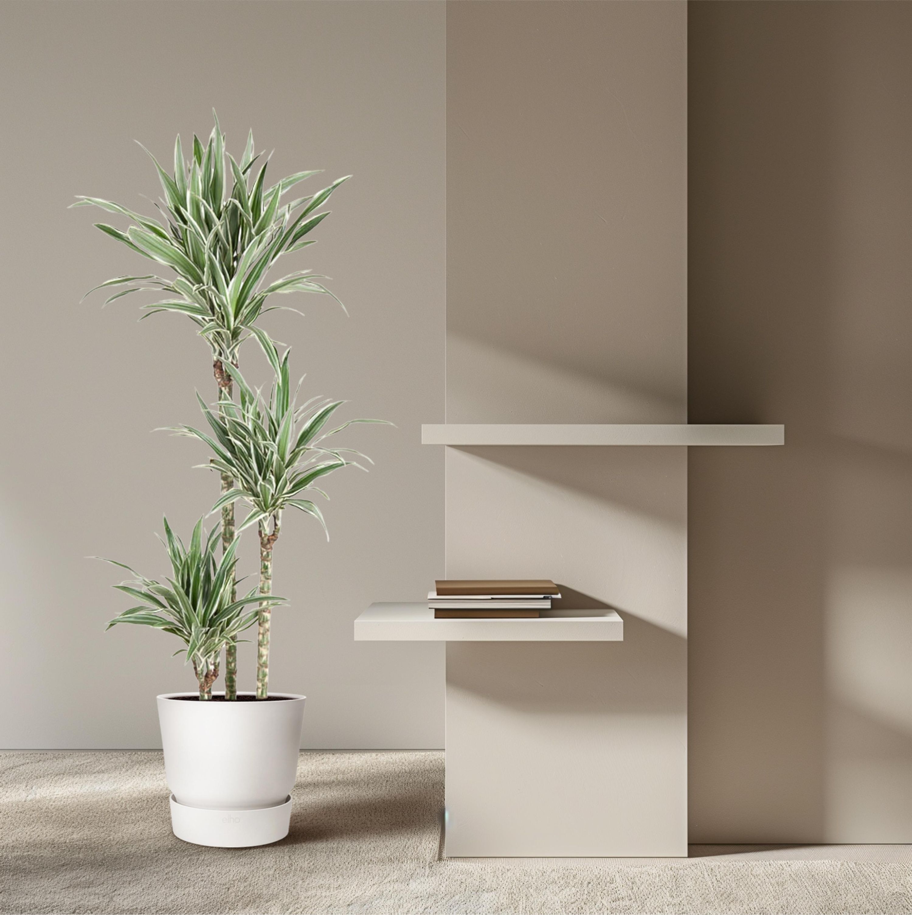 Dracaena White Stripe Zimmerpflanze