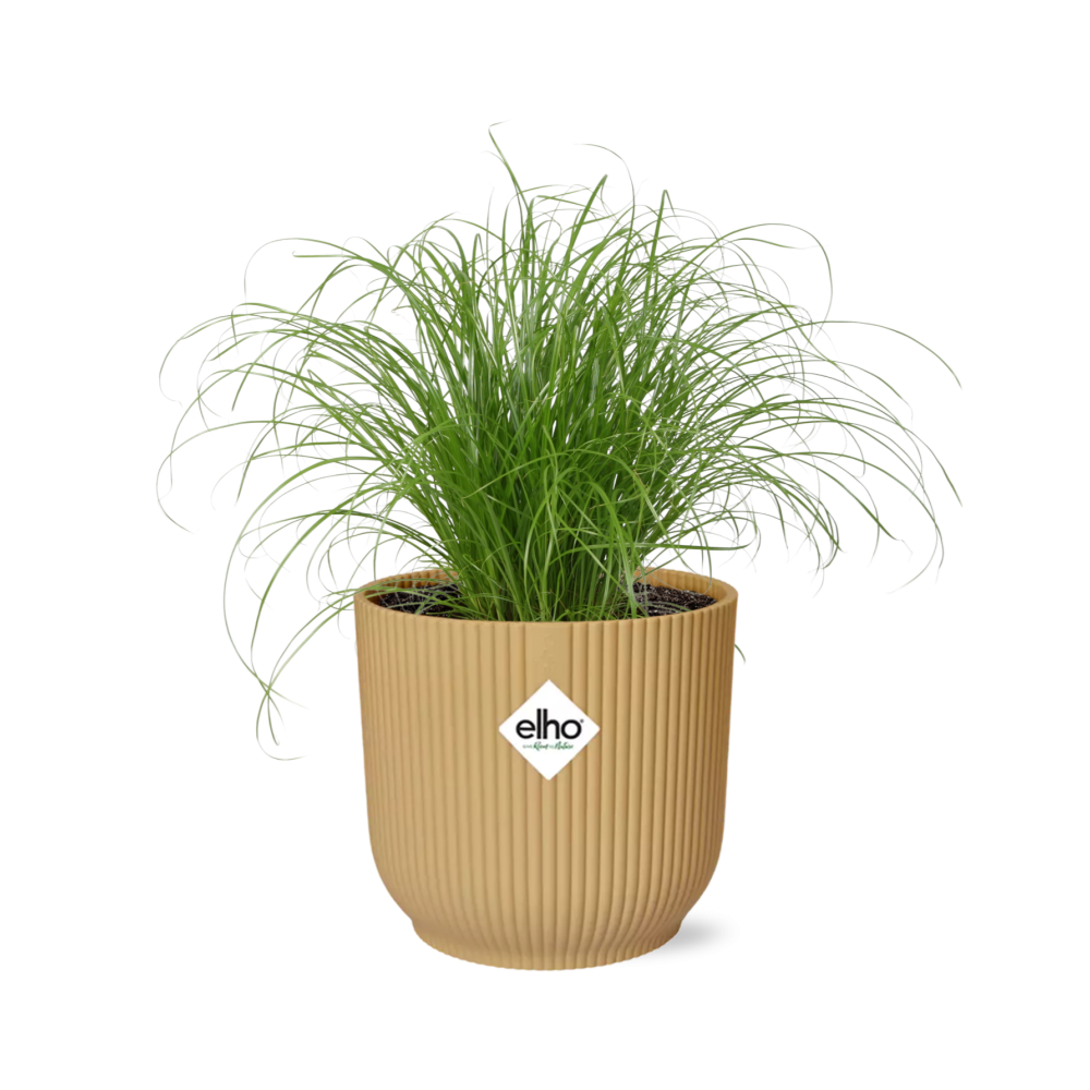 Cyperus Alternifolius Schirmpflanze im ELHO Fold Topf