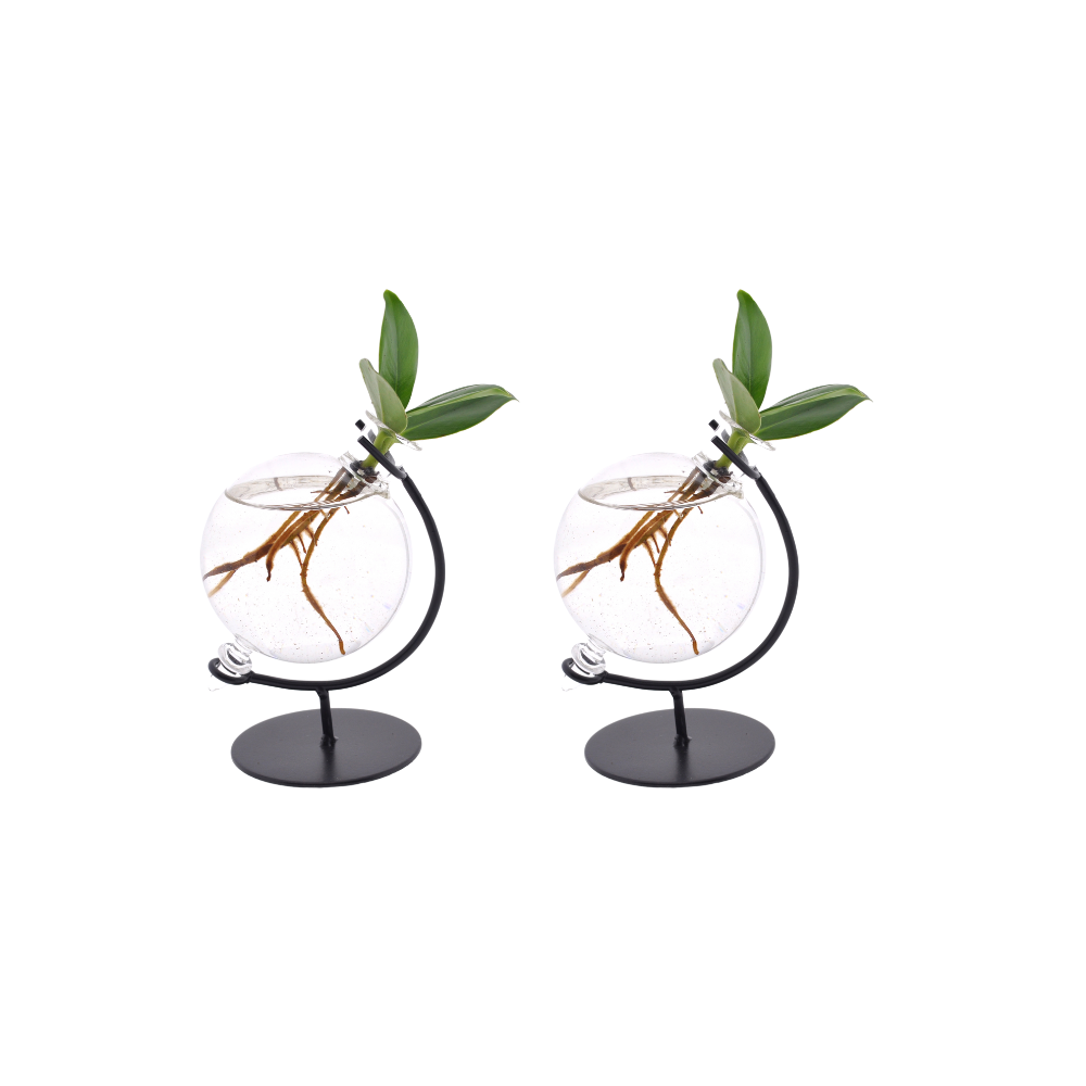 Clusia im Glas – 2 Stück – Ø 5cm – ca 10cm Höhe