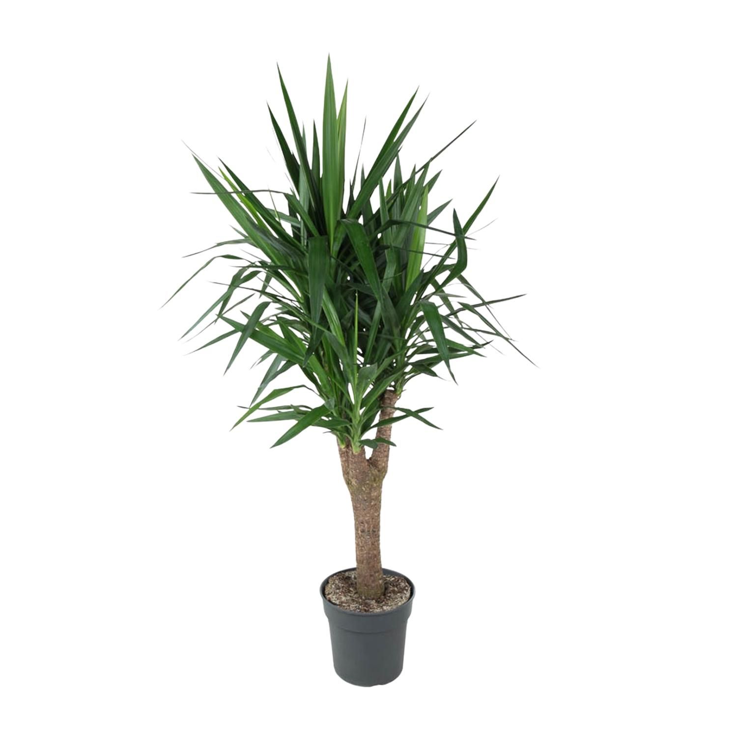 Yucca Elephantipe Zimmerpflanze