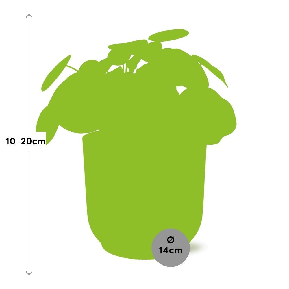 Pilea Peperomioides Zimmerpflanze im ELHO Vibes Fold Übertopf