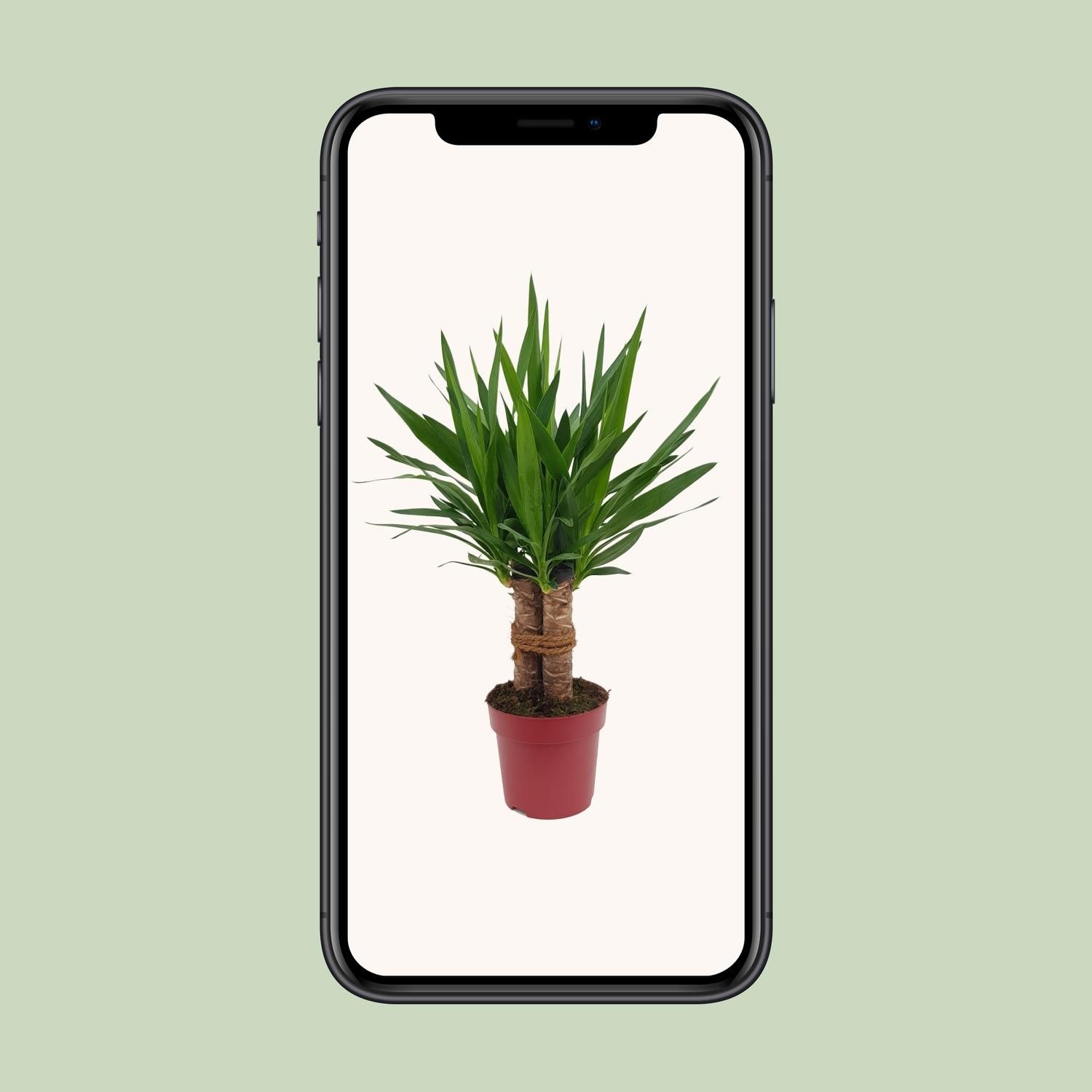 Yucca Tres Cañas – Tropische Zimmerpflanze