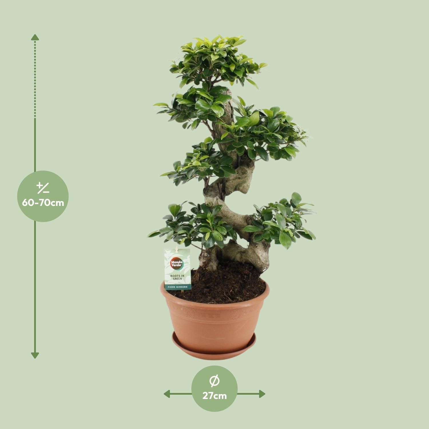 Ficus Ginseng Zimmerpflanze in dekorativem Topf