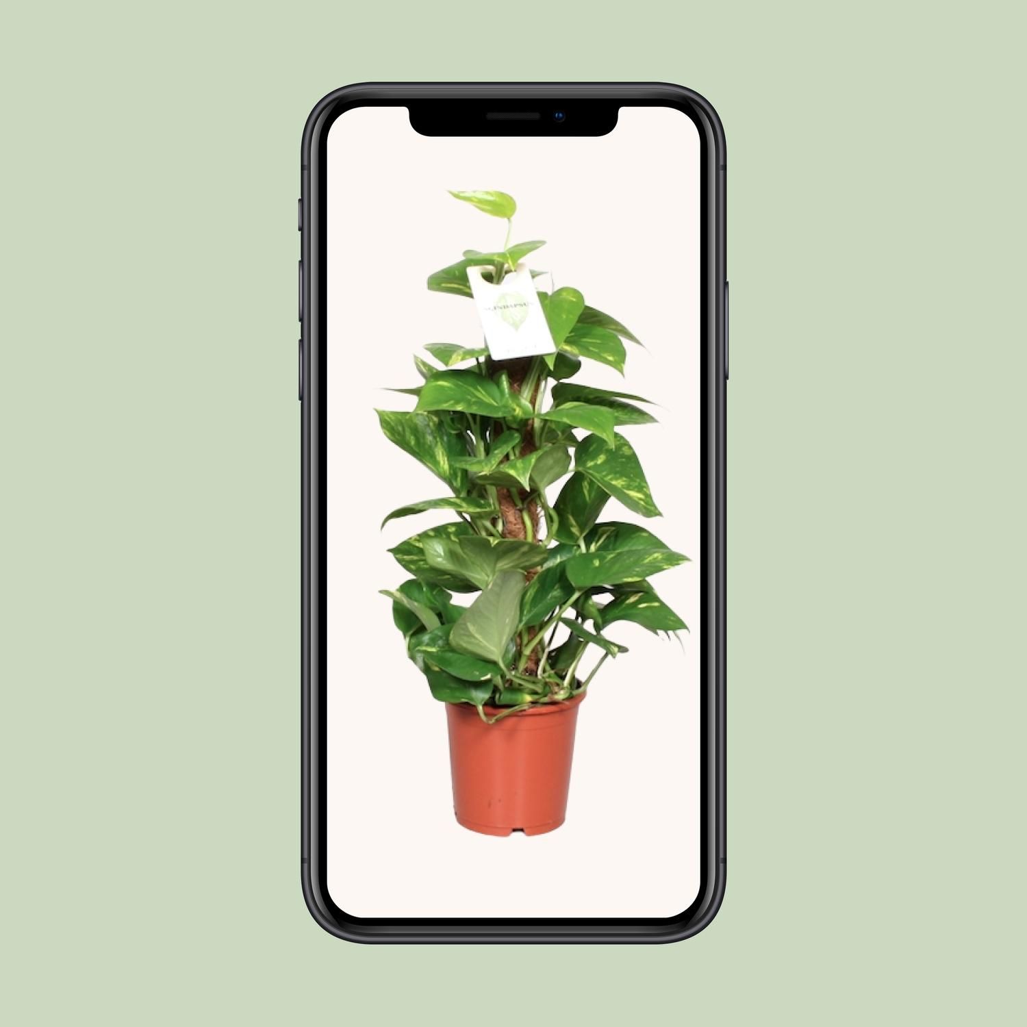 Goldene Efeutute Epipremnum Pinnatum
