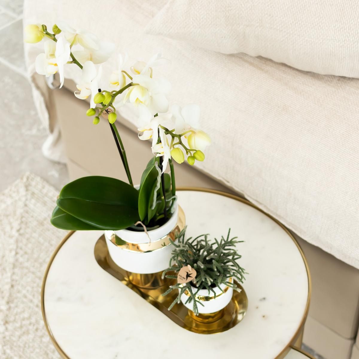 Phalaenopsis Orchidee Amabilis im goldenen Le Chic Topf