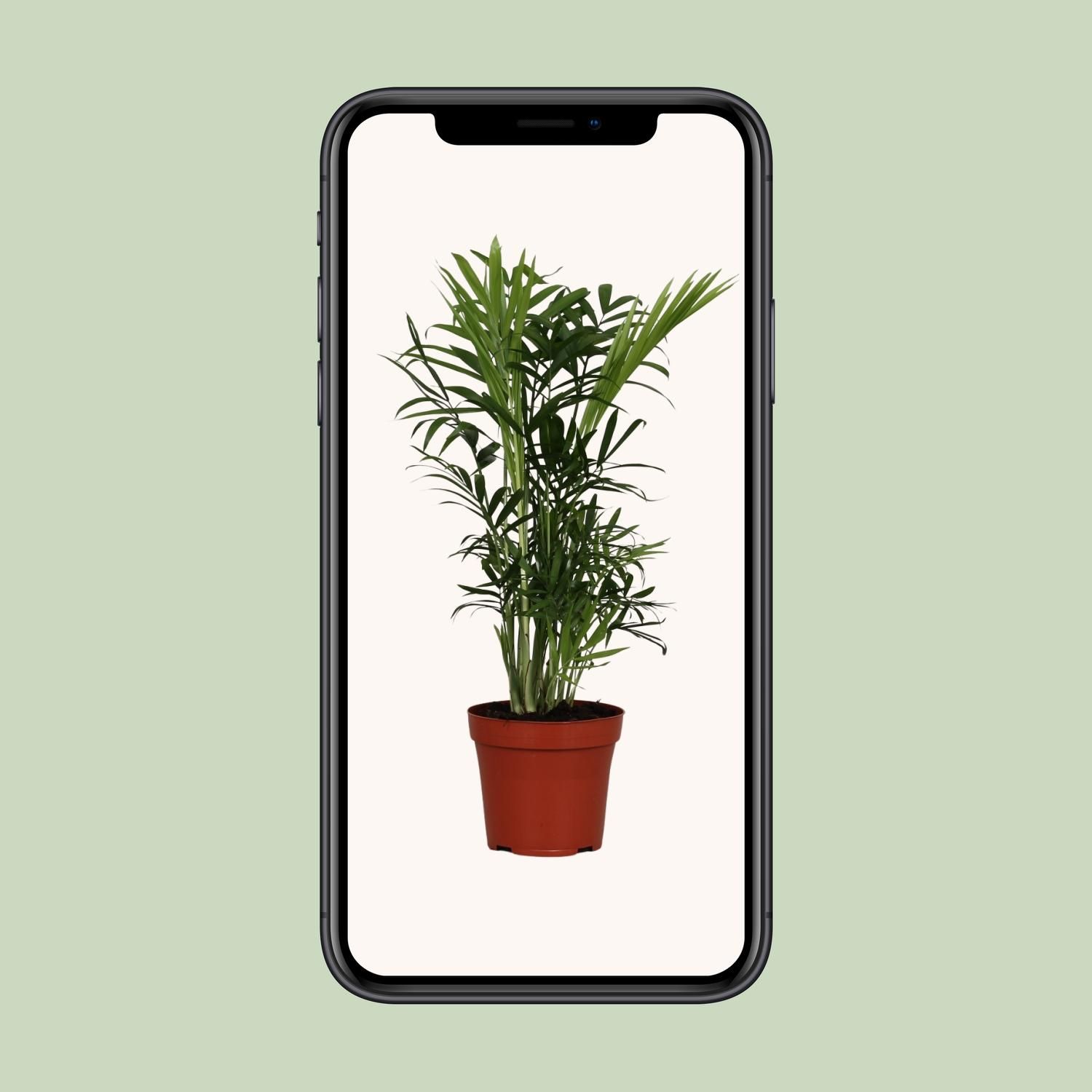 Zwergbergpalme Chamaedorea Elegans – Pflegeleichte Zimmerpflanze mit Tropischem Flair
