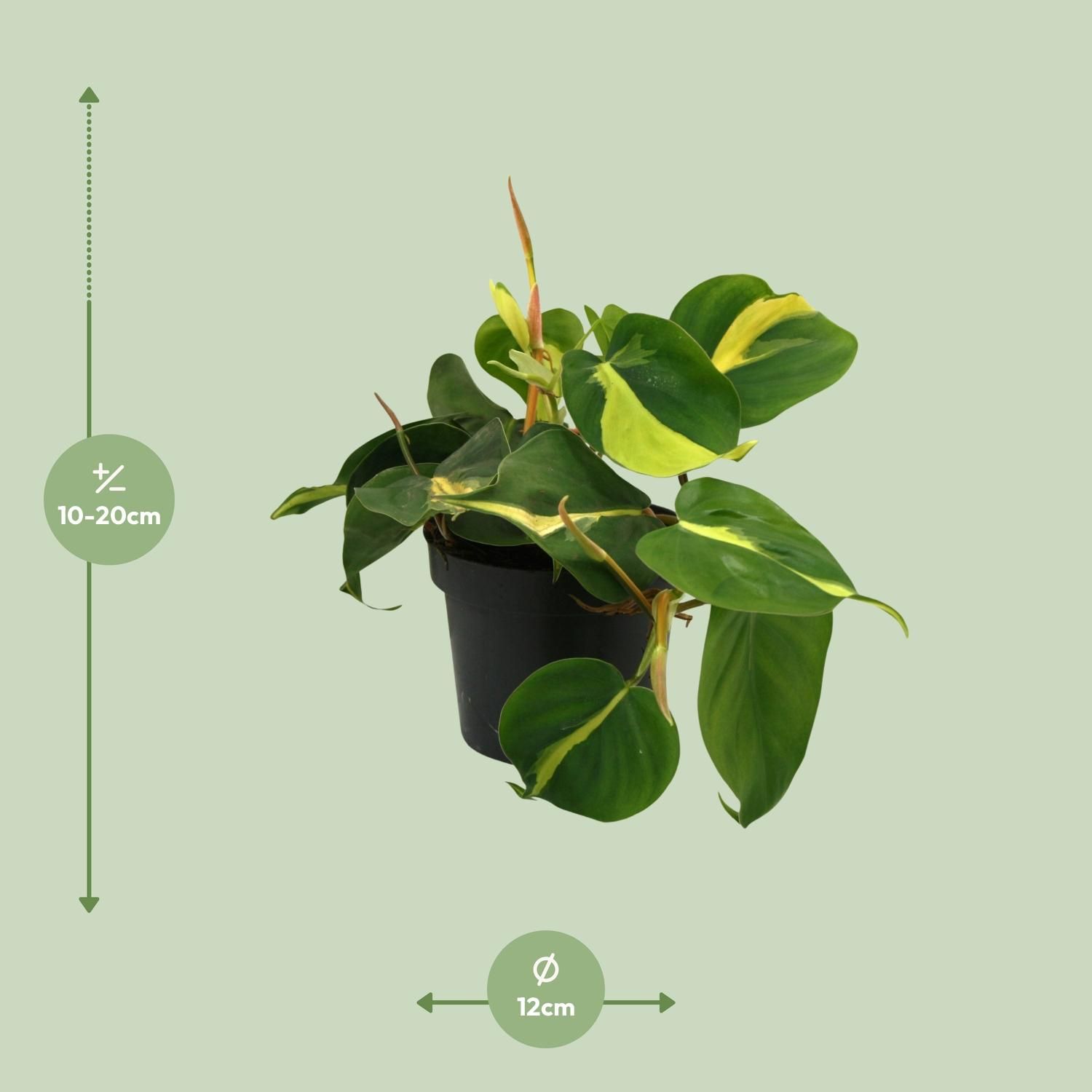 Lophospermum Brasil Scandens Kletterpflanze