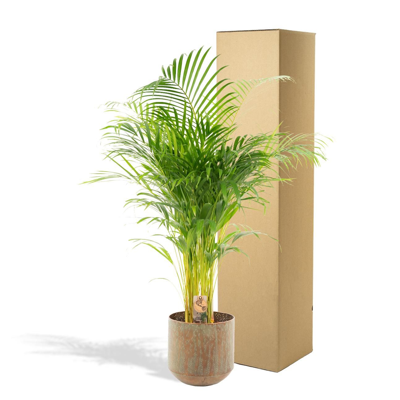 Areca-Palme mit Topf – Eleganter luftreinigender Zimmerpflanzenklassiker