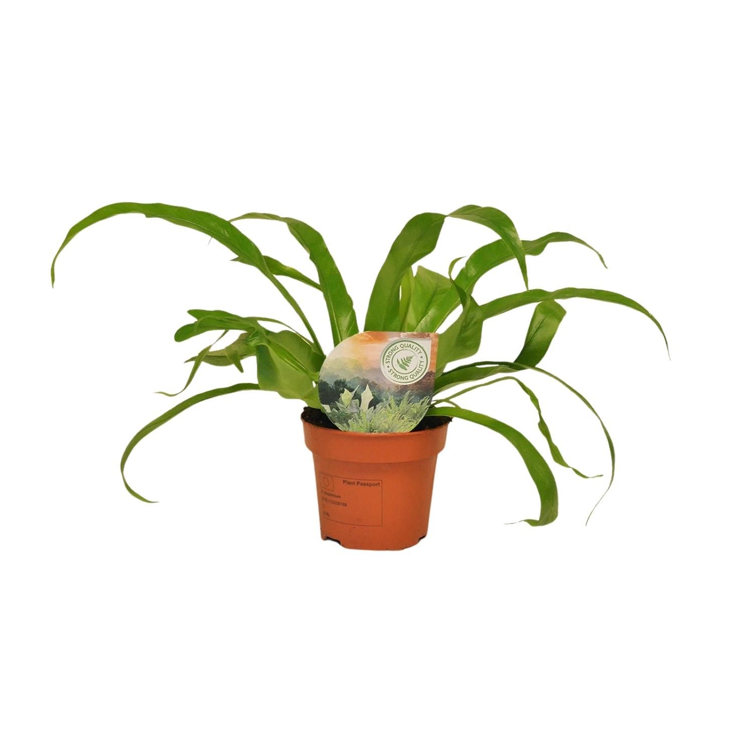 Eleganter Nierenfarn Asplenium Antiquum im 12cm Topf
