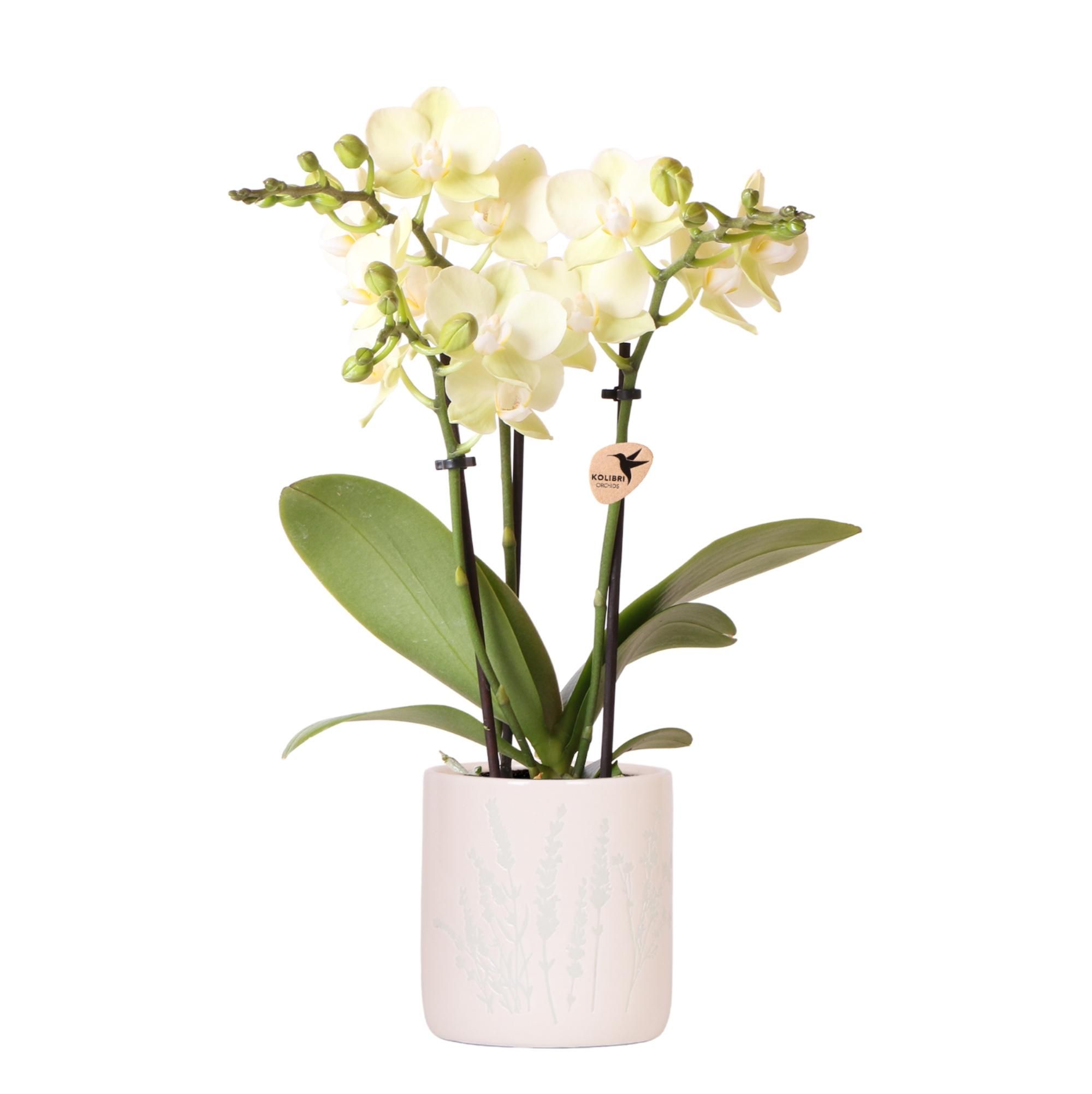 Orchidee Gelb im Floralen Ziertopf Hellblau – Topf Ø9cm | Blühende Zimmerpflanze