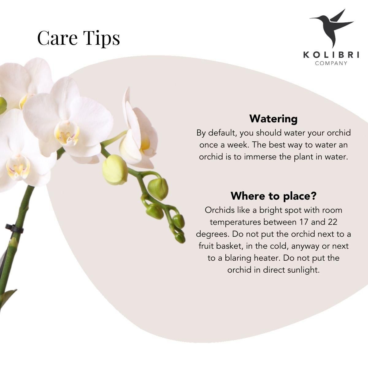 Phalaenopsis Amabilis Orchidee in Gold-Weißem Keramiktopf