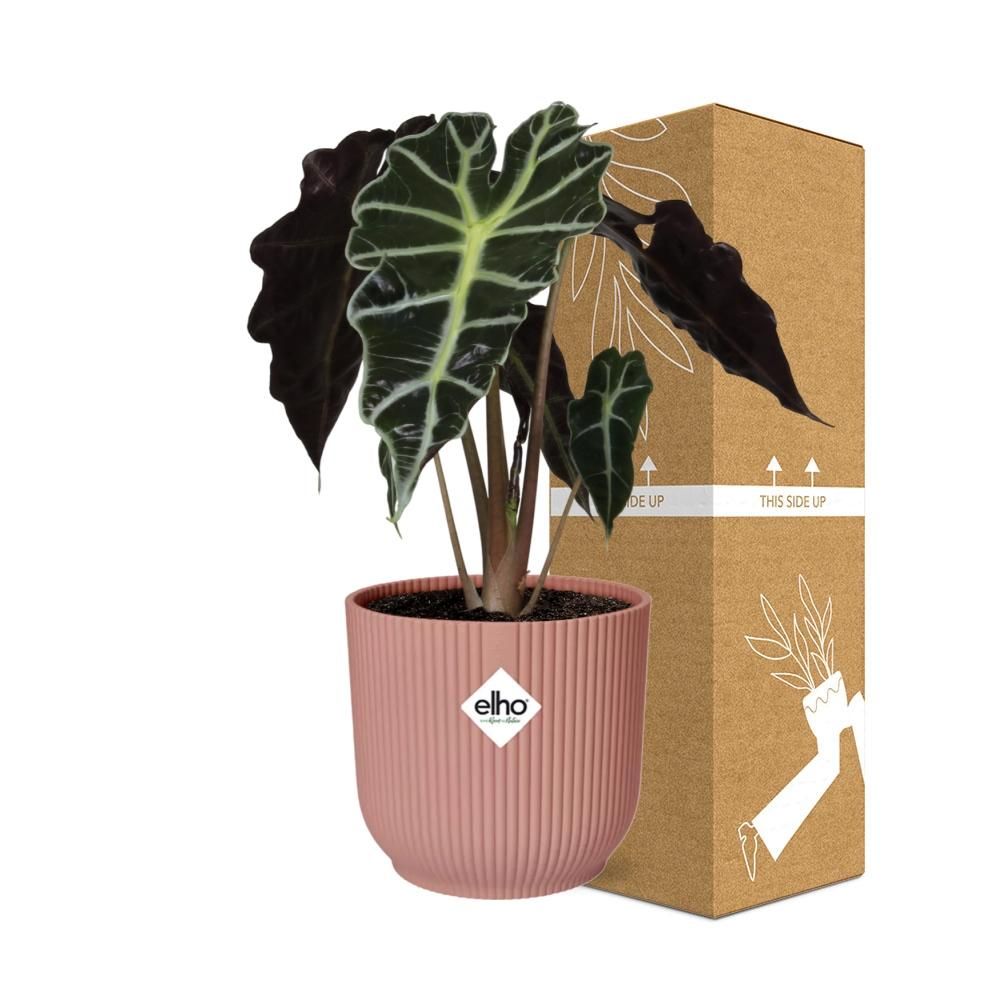 Alocasia Polly Zimmerpflanze in ELHO Vibes Fold Topf