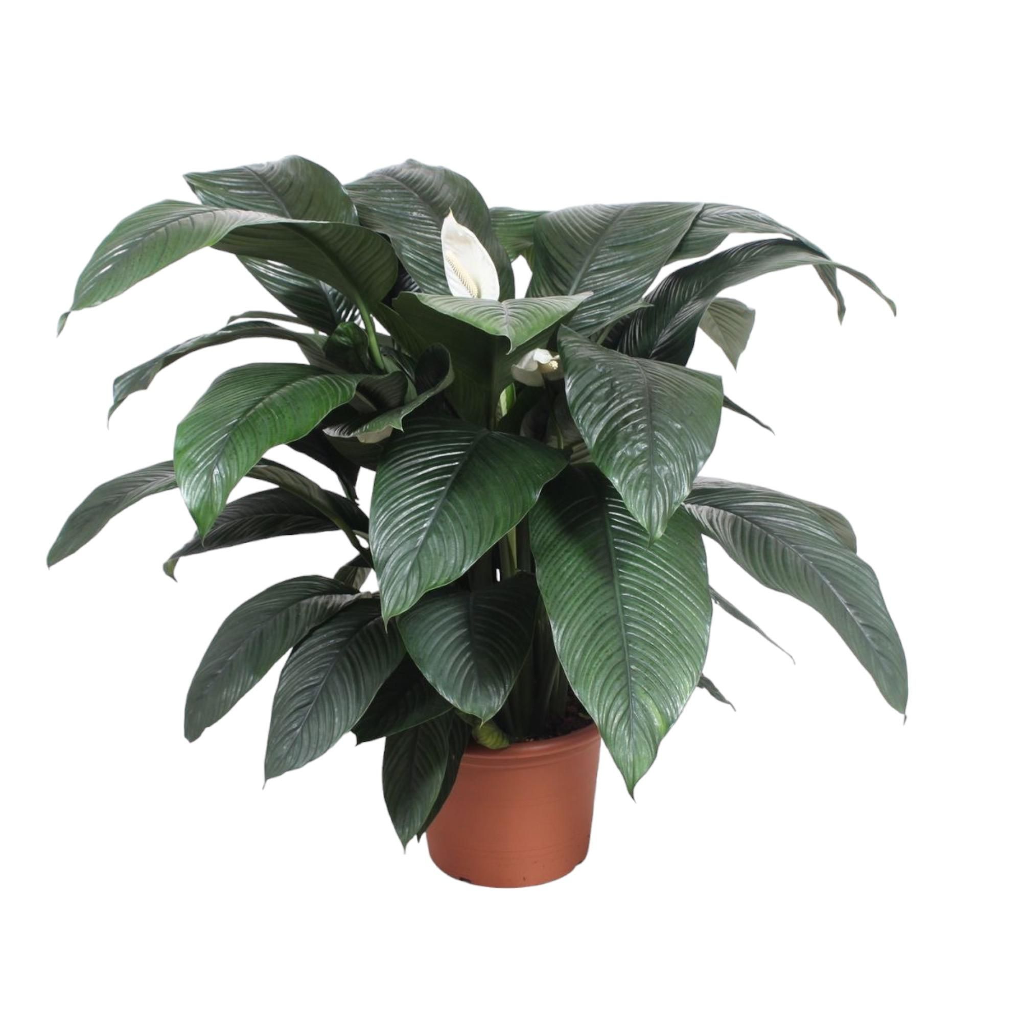 Spathiphyllum Sensation - Elegante Grünpflanze mit silvermarmorierten Blättern