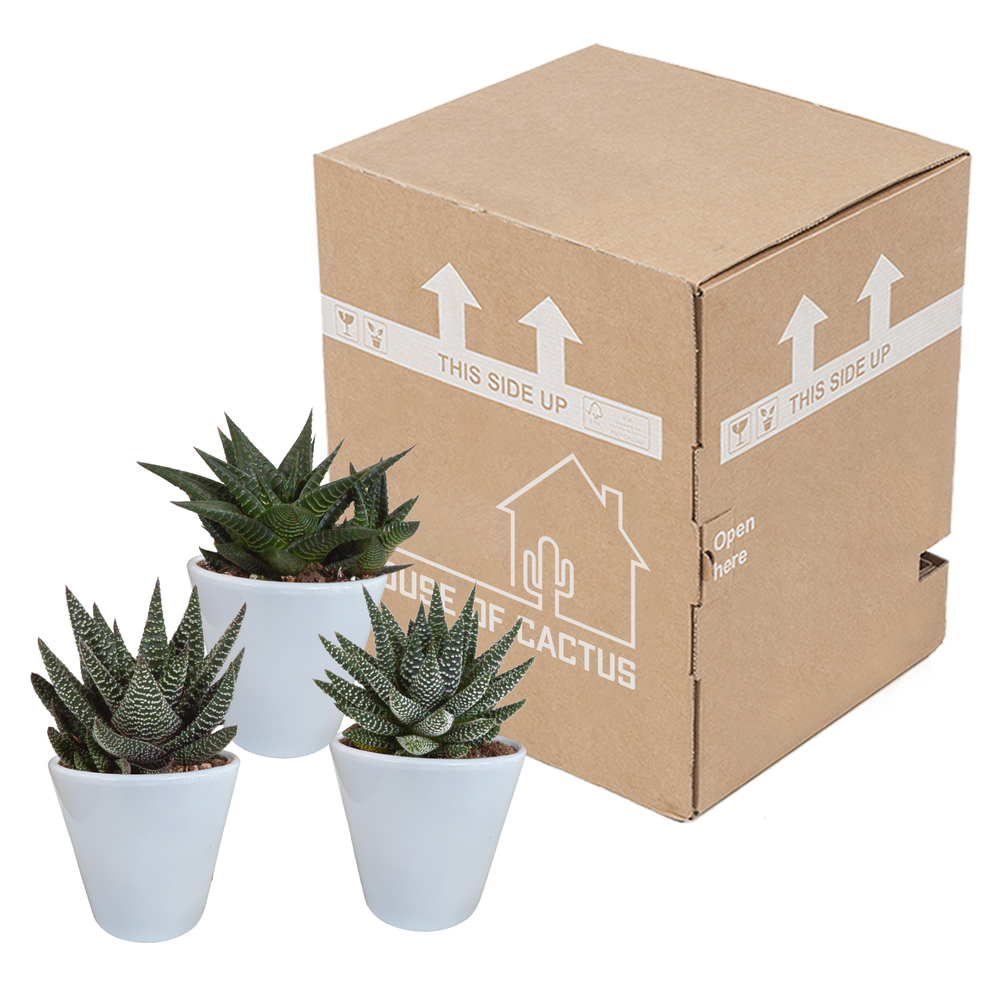 Gasteria und Haworthia Mix in weißem Topf