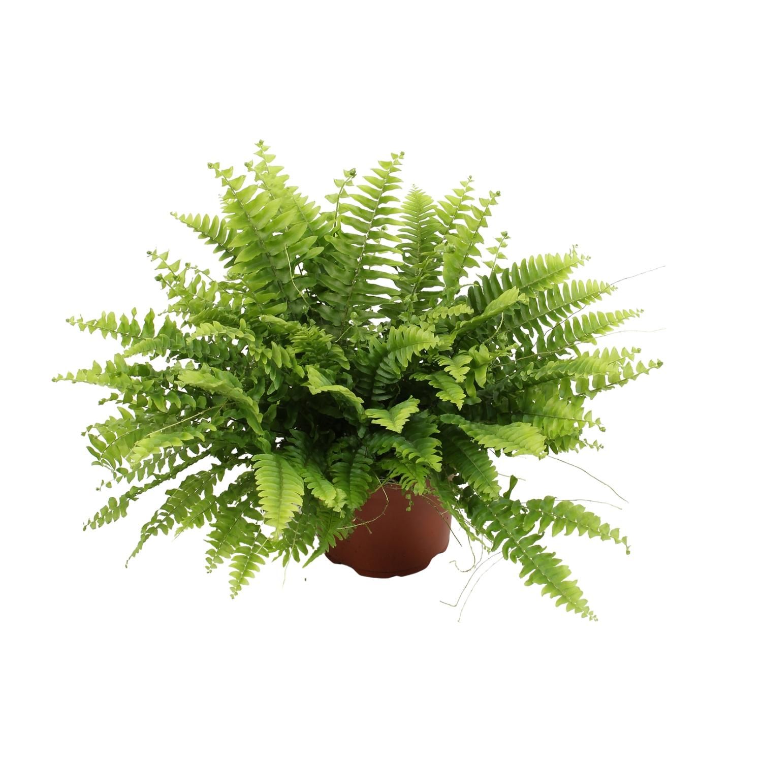 Nephrolepis Boston Green Farn Zimmerpflanze
