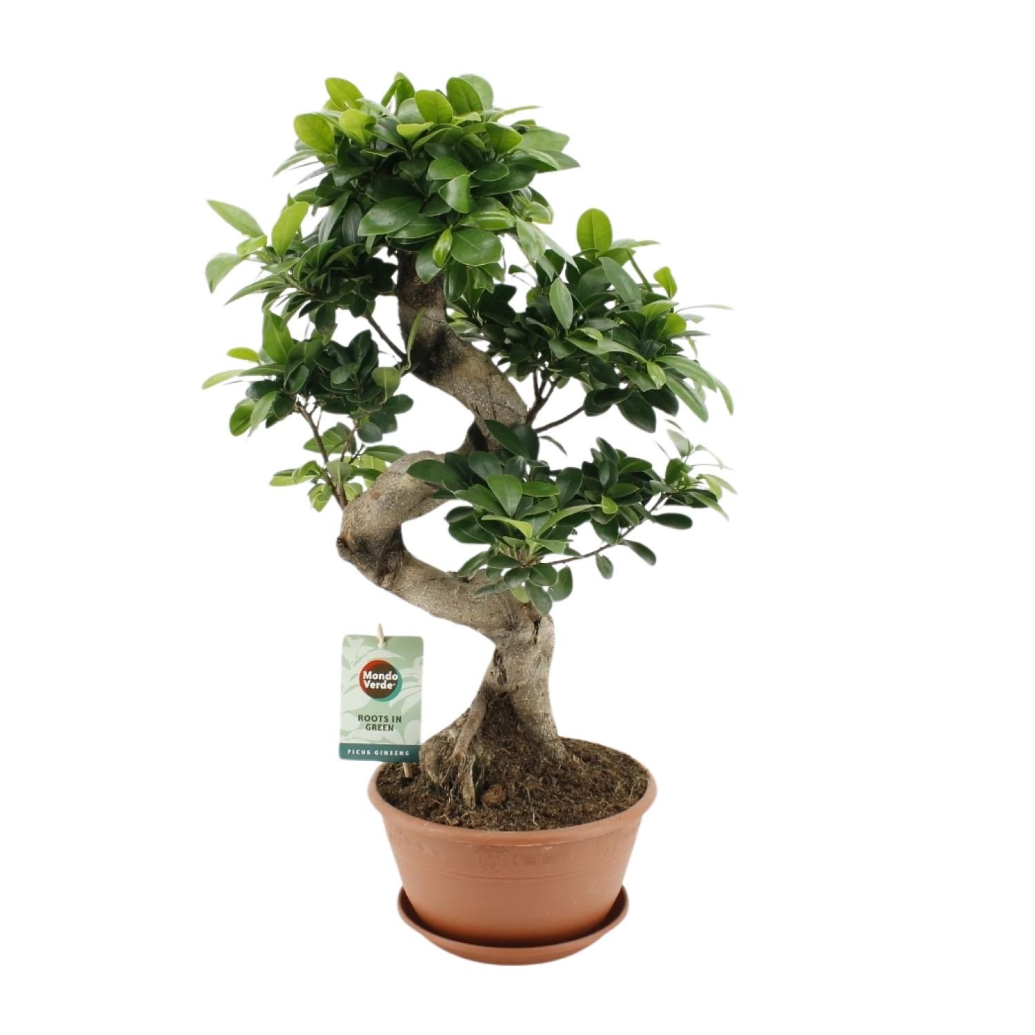 Ficus Ginseng Zimmerpflanze