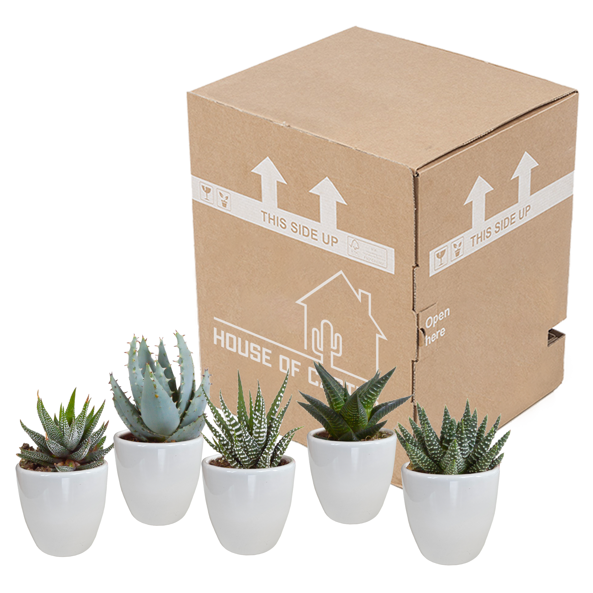 Gasteria und Haworthia Mix Zimmerpflanzen im weißen Topf