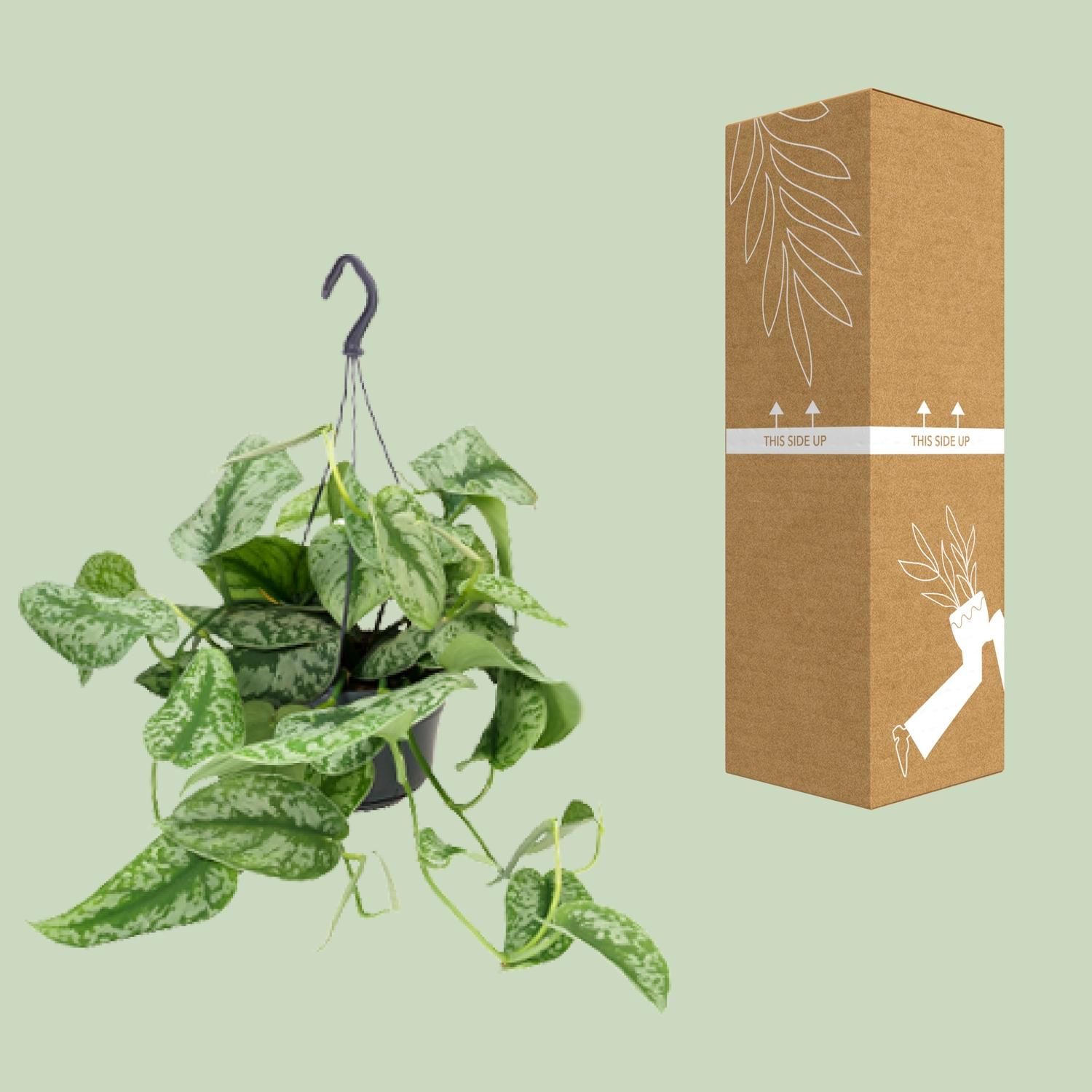Scindapsus Pictus Trebie Zimmerpflanze