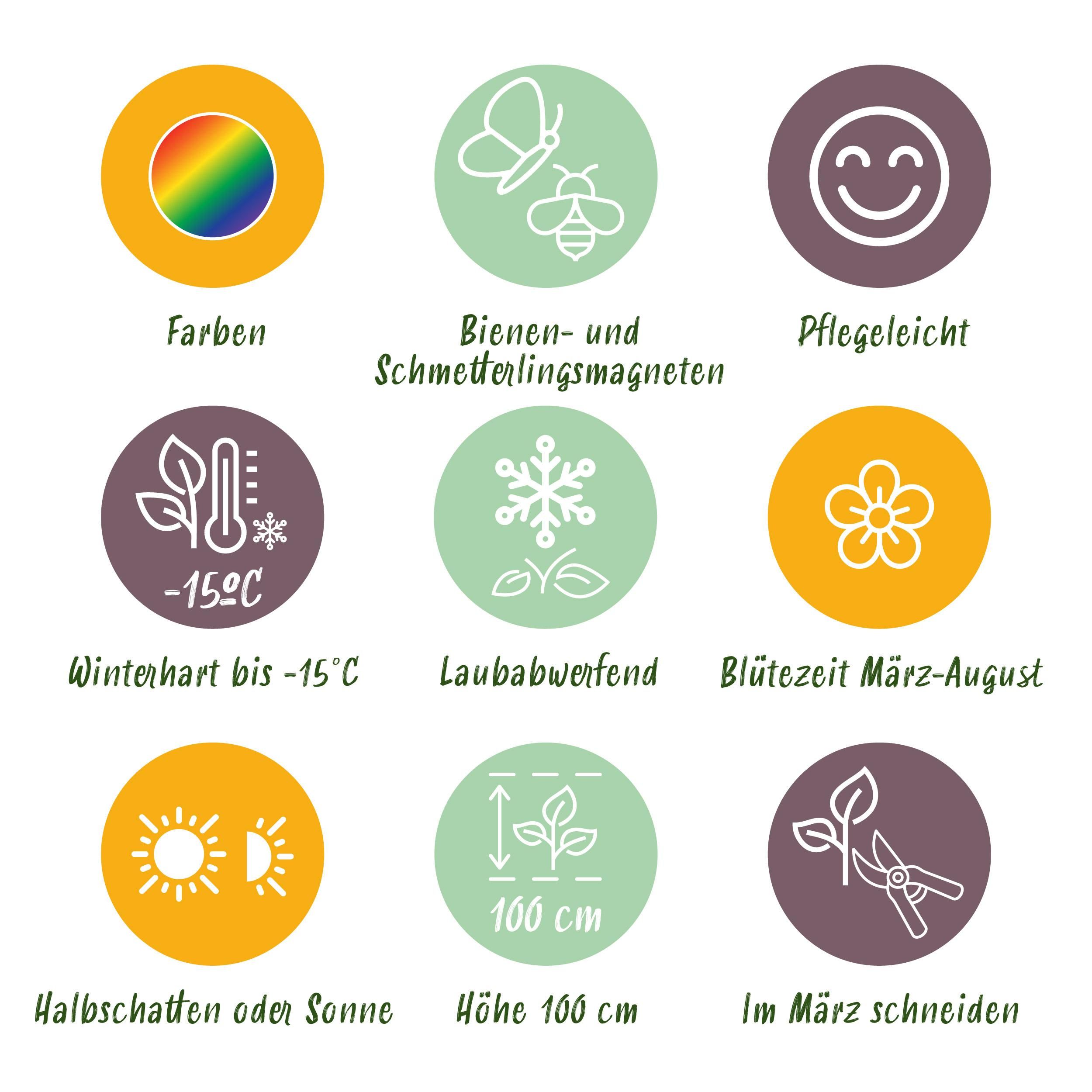Stauden-Paket für Bienen & Schmetterlinge | 8 Pflanzen für 1m² | Wenig Pflege