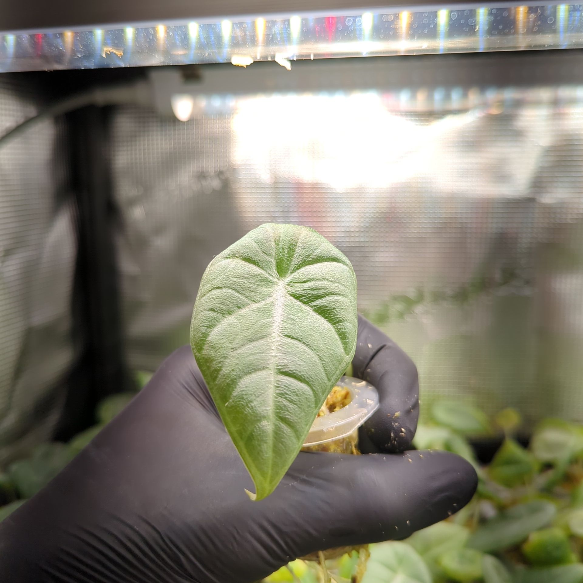 Alocasia maharani + selbstbewässernder Übertopf
