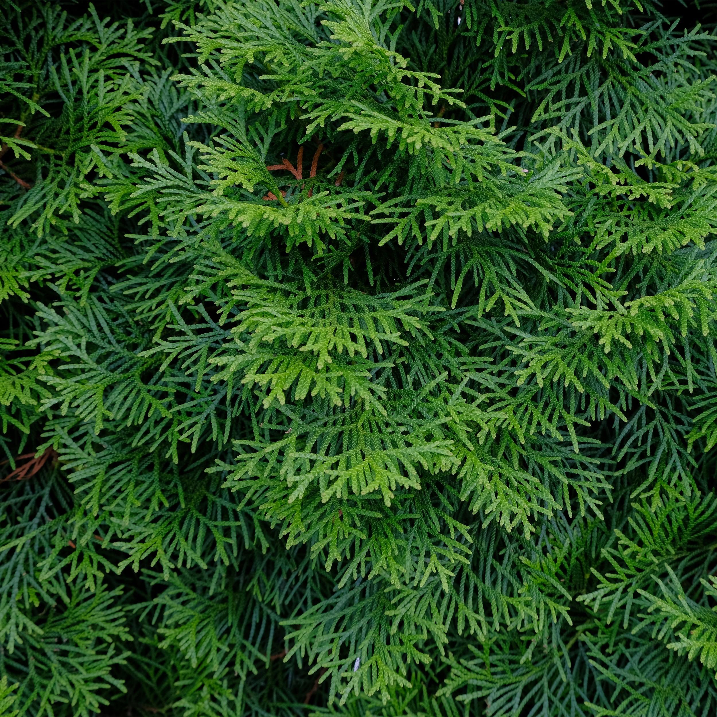 Heckenpflanzen – Thuja occidentalis Smaragd – immergrün | 6 Pflanzen