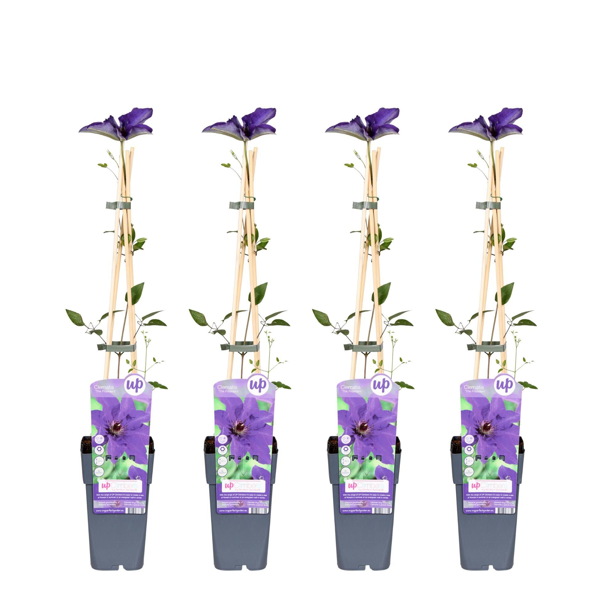 Clematis The President Kletterpflanze