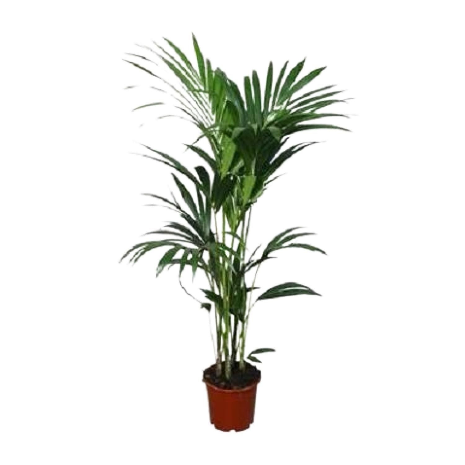 Kentia-Palme Howea forsteriana elegant