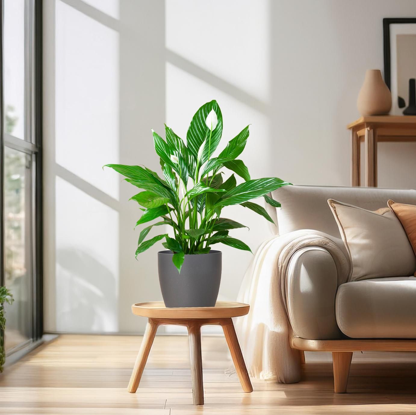 Spathiphyllum mit grauem Topf – Friedenslilie für Zuhause – 80cm – Ø21