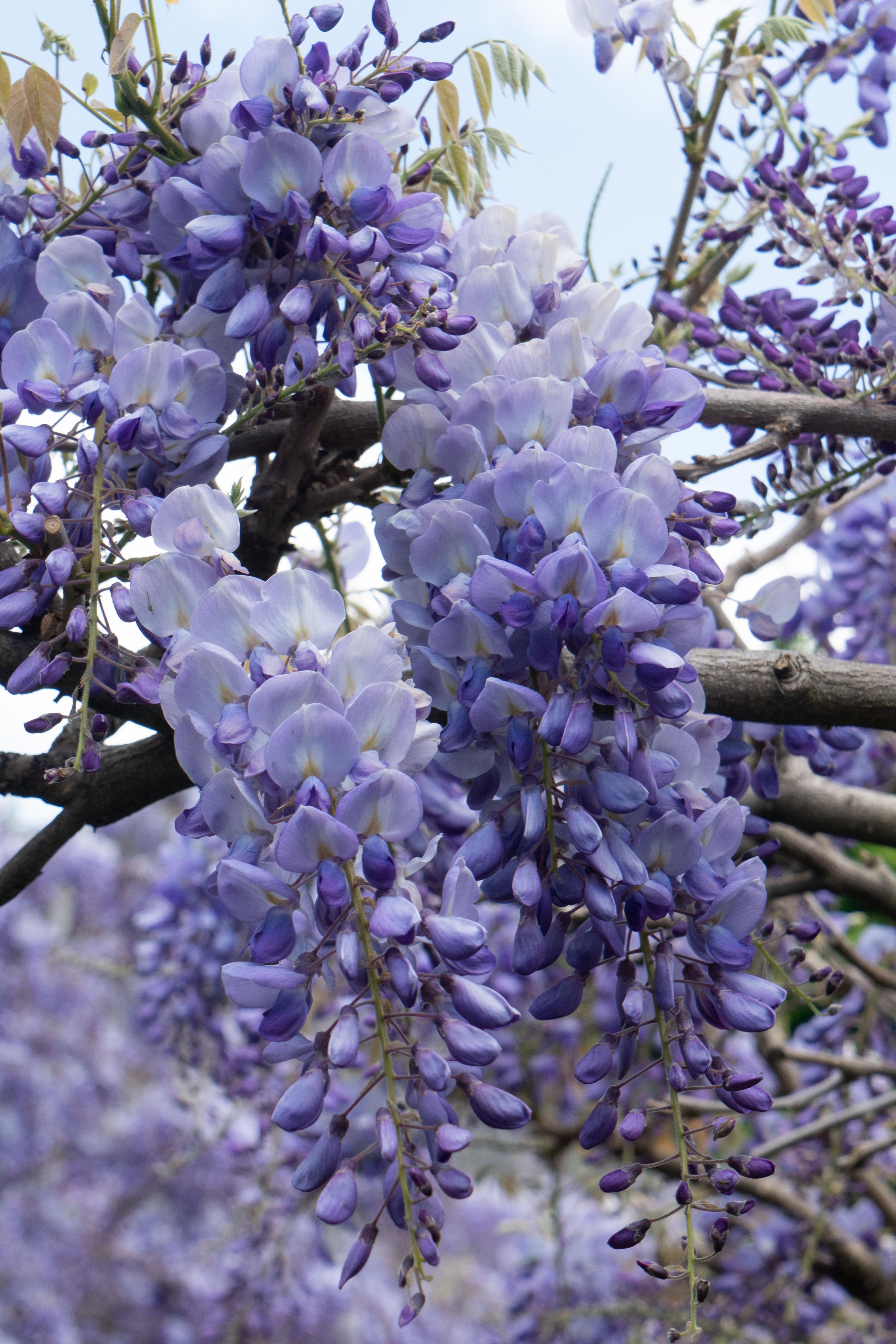 Wisteria sinensis Kletterpflanze Prolific