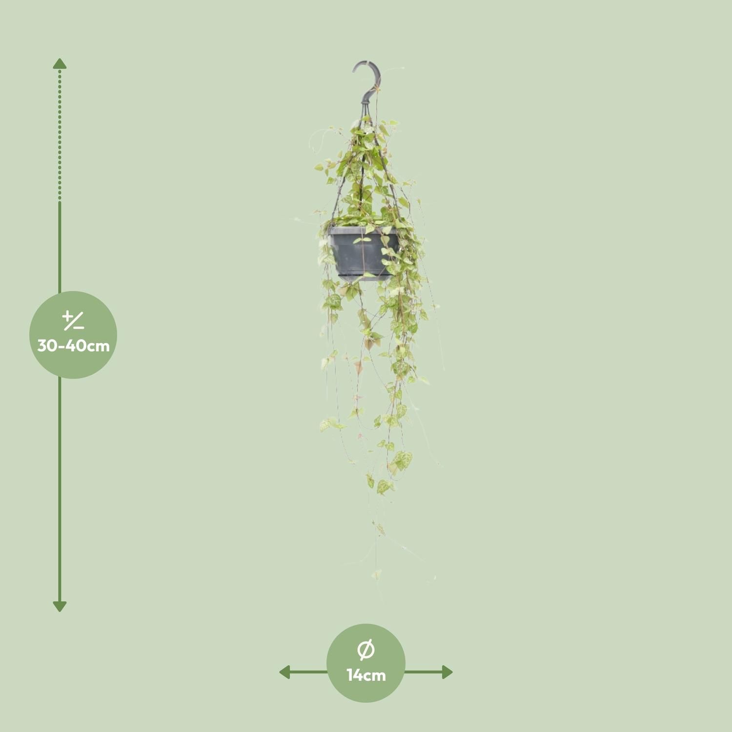 Ceropegia Linearis Zimmerpflanze mit herabhängenden Ranken