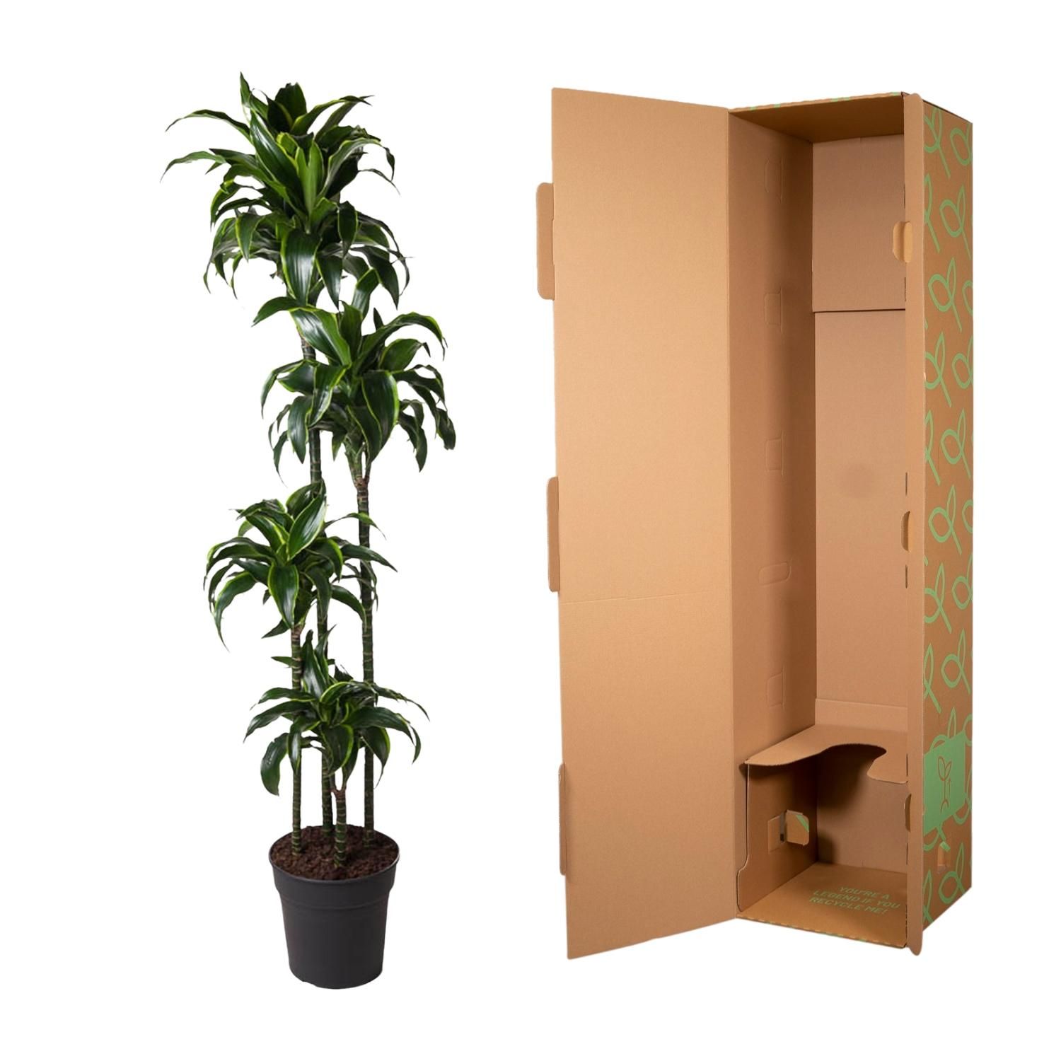 Dracaena Dorado - Luxuriöse Zimmerpflanze