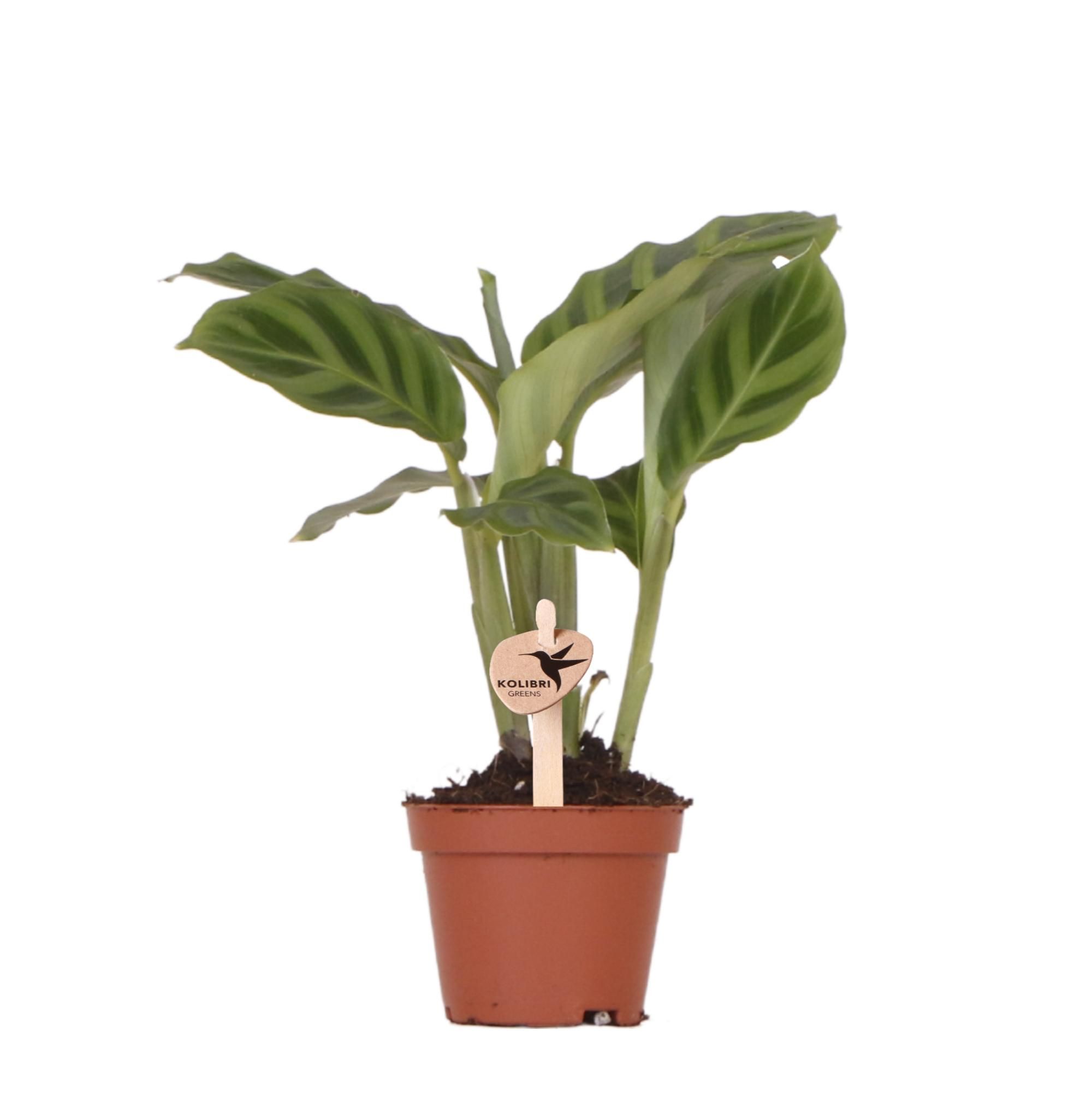 Calathea – Grüne Zimmerpflanze – Ø6cm