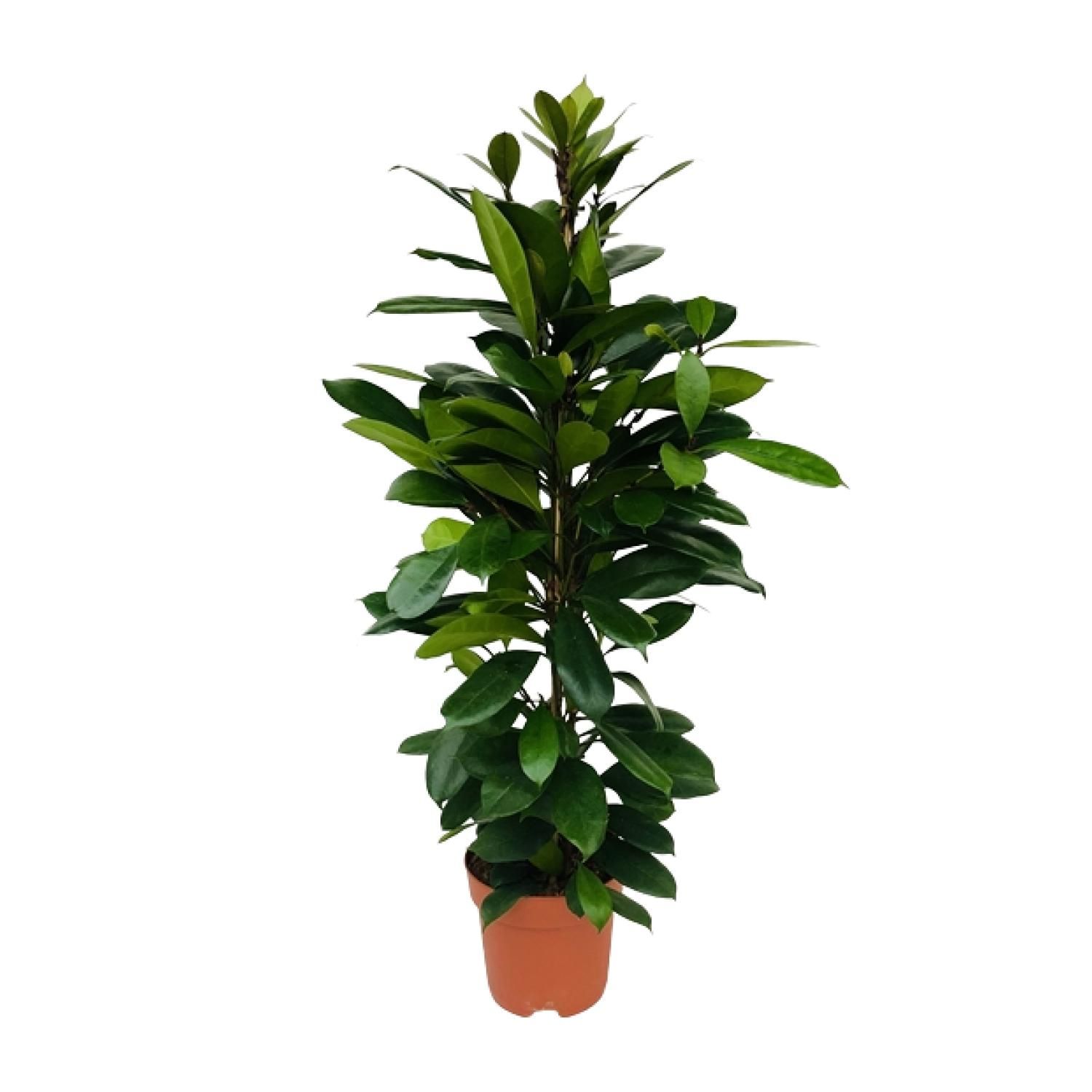 Ficus Cyathistipula Zimmerpflanze