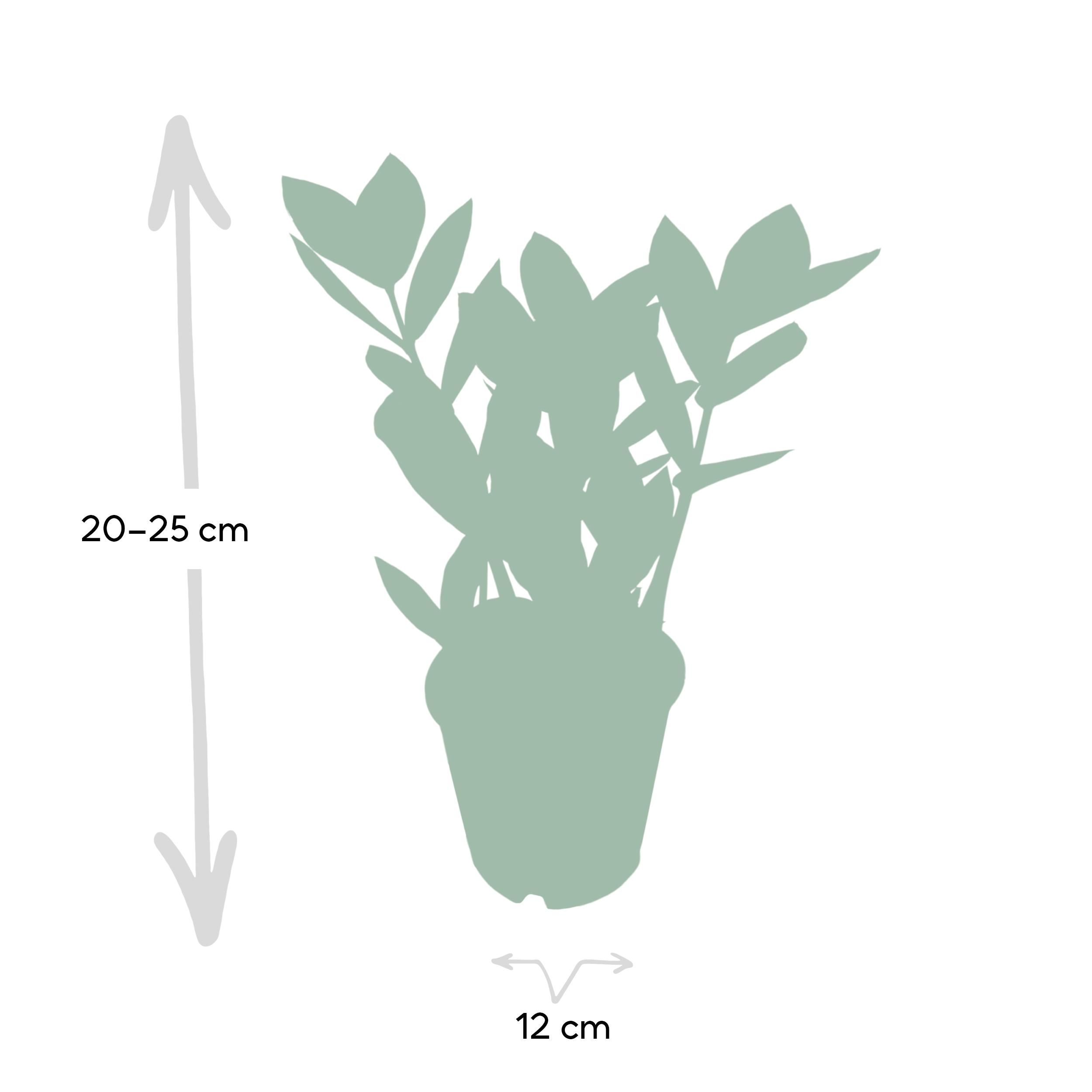 Zamioculcas Pflanze für Innen