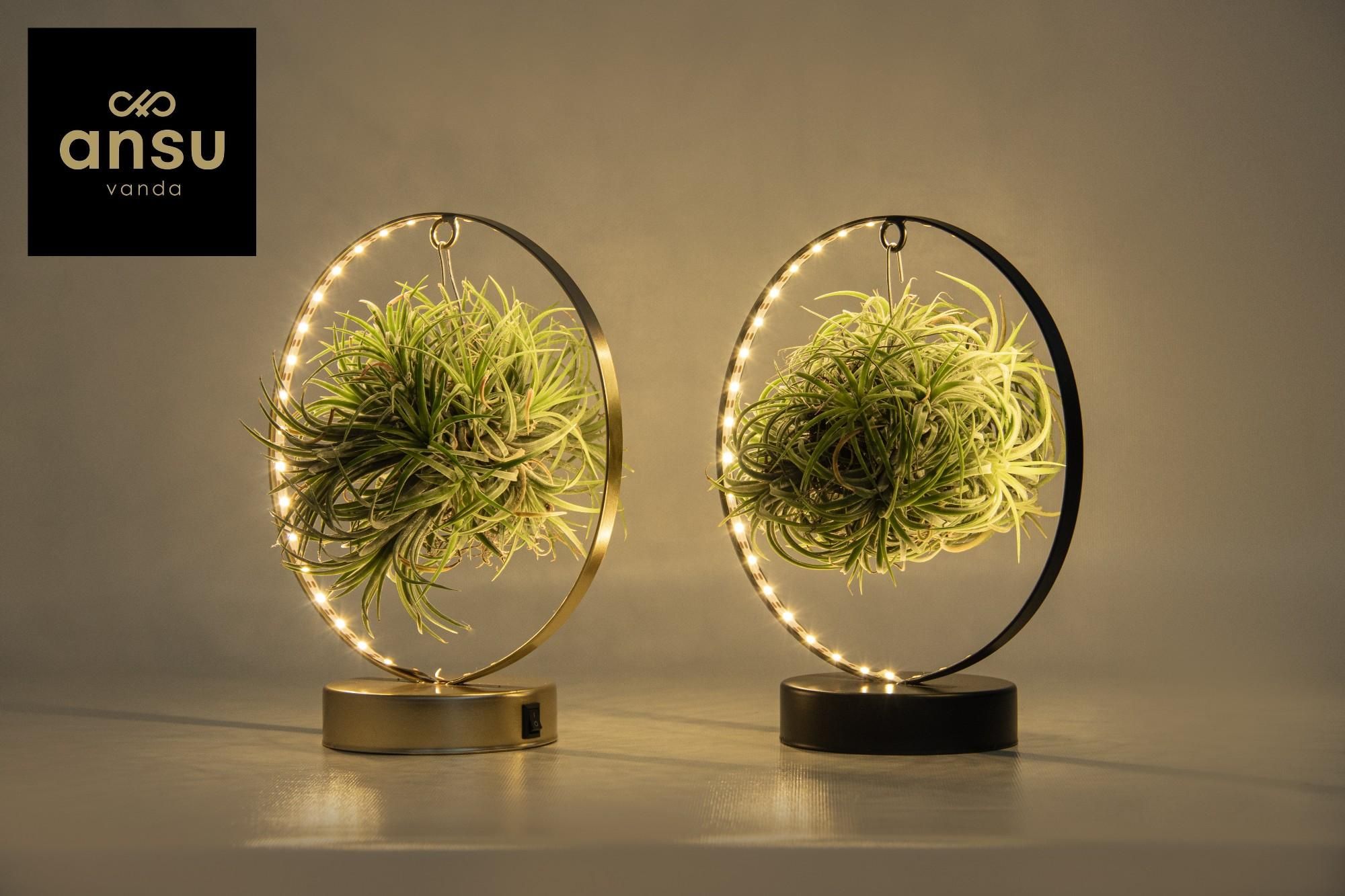Tillandsia LED Edition Mix Zimmerpflanze