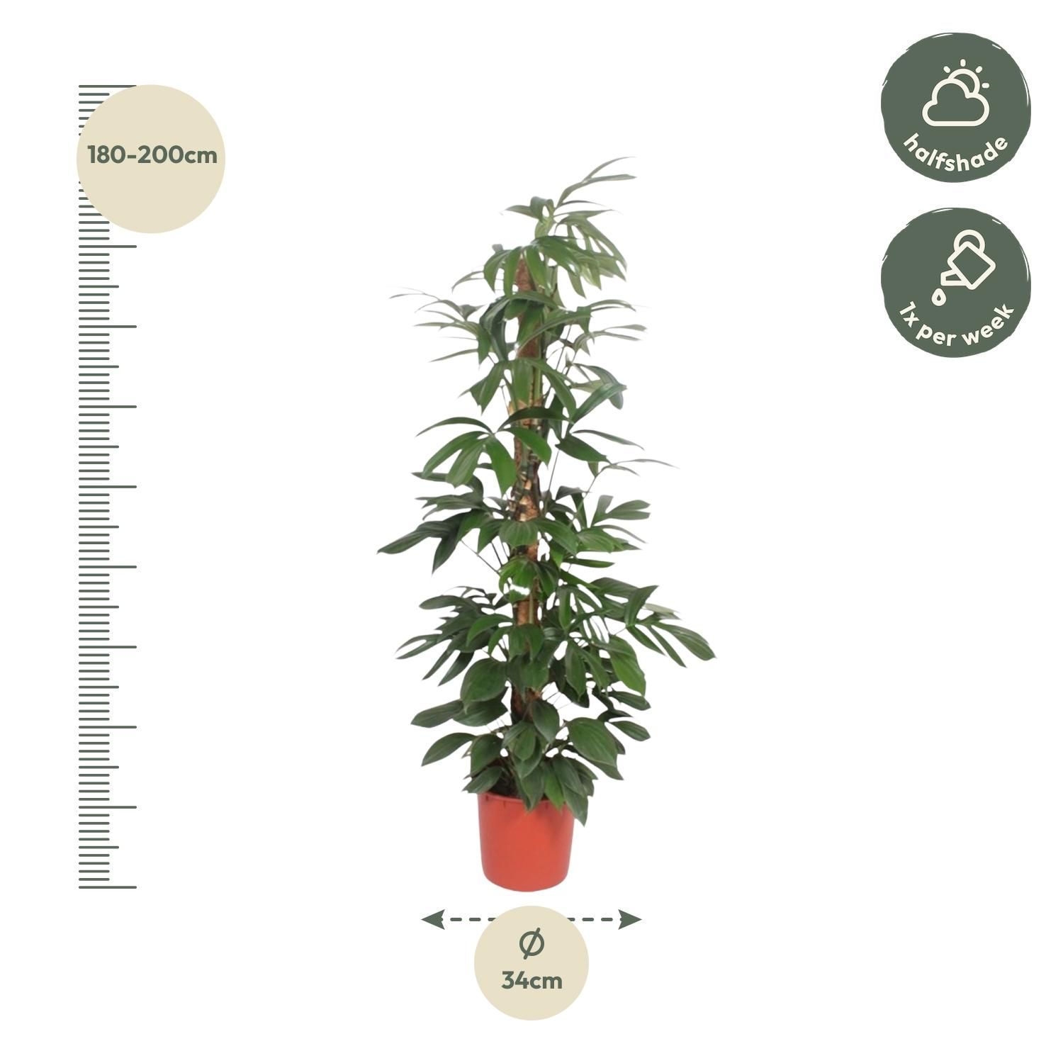 Philodendron Dragon Tail Zimmerpflanze