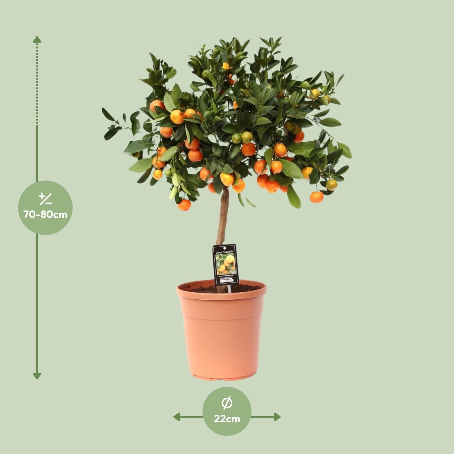 Citrus Calamondin Zimmerpflanze
