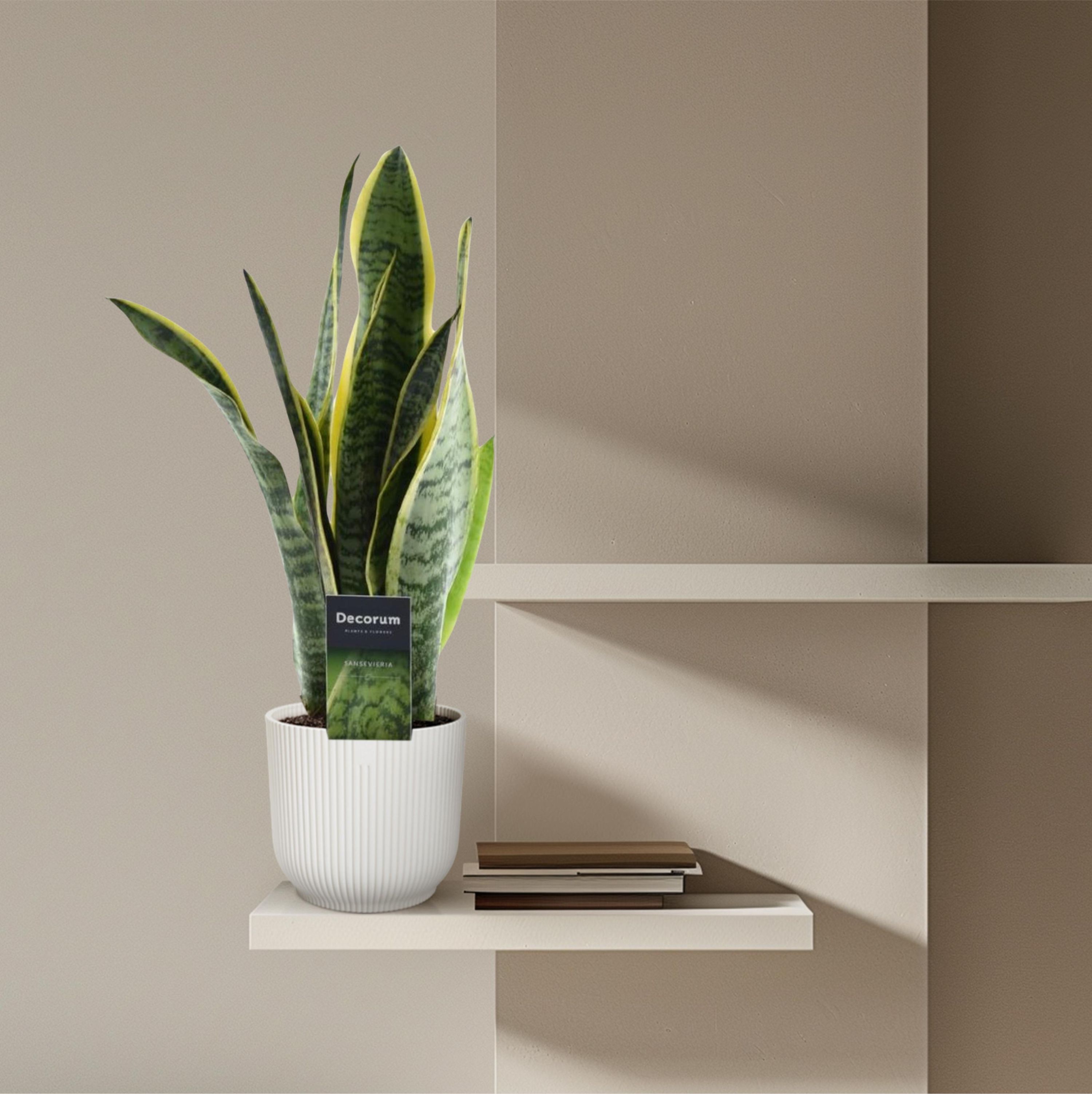 Sansevieria Laurentii Bogenhanf in elegantem Topf