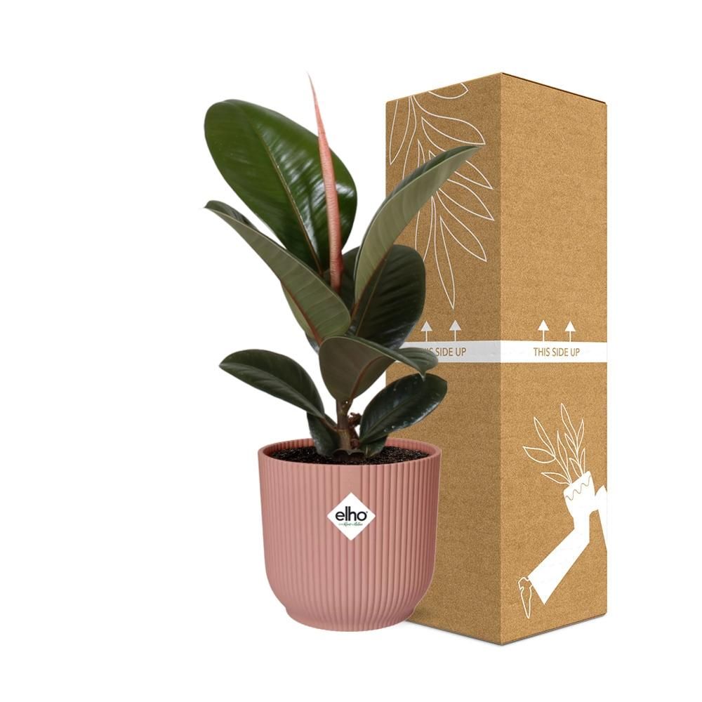 Ficus Elastica Robusta Zimmerpflanze in ELHO Vibes Fold Topf